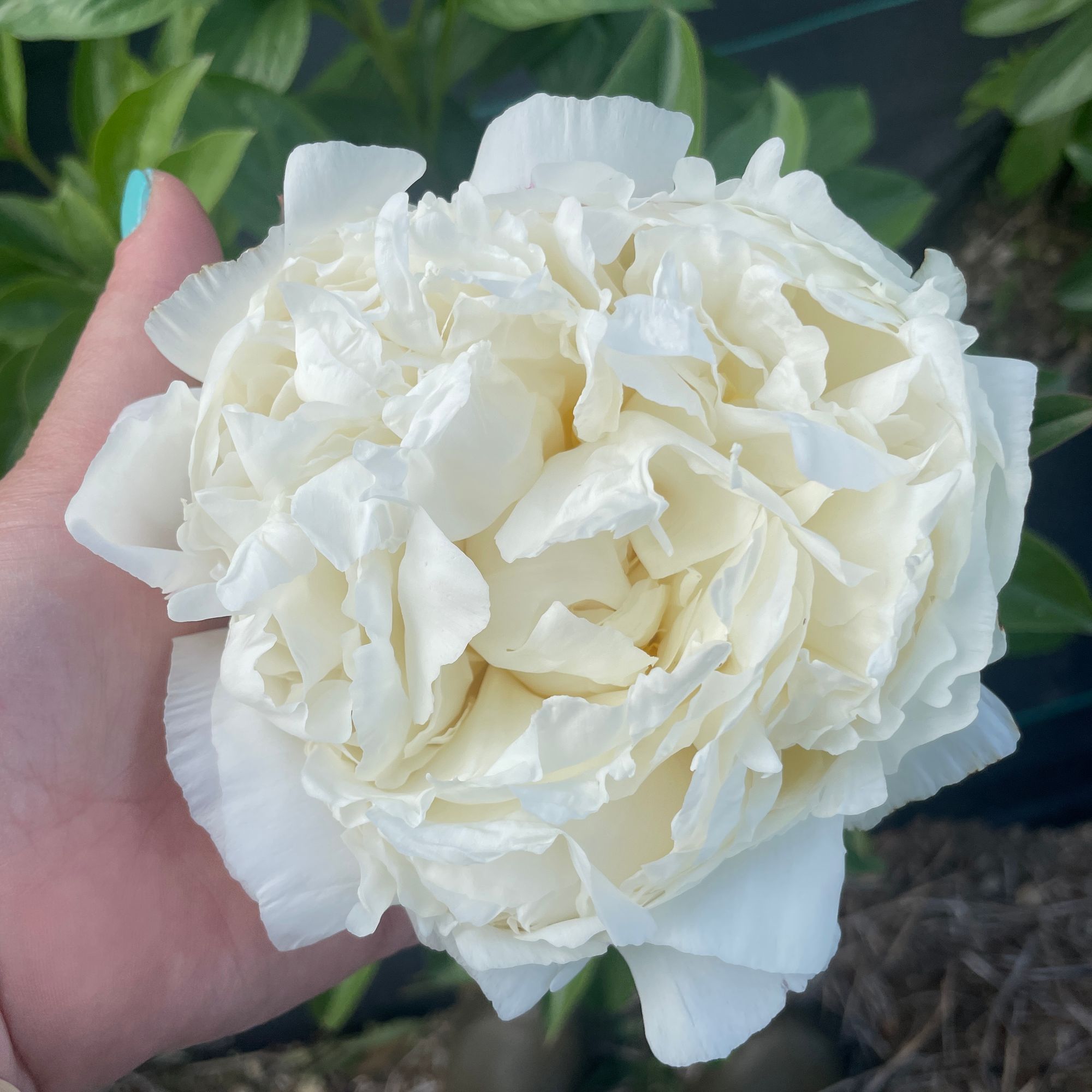 PAEONIA lactiflora Ivory Victory
