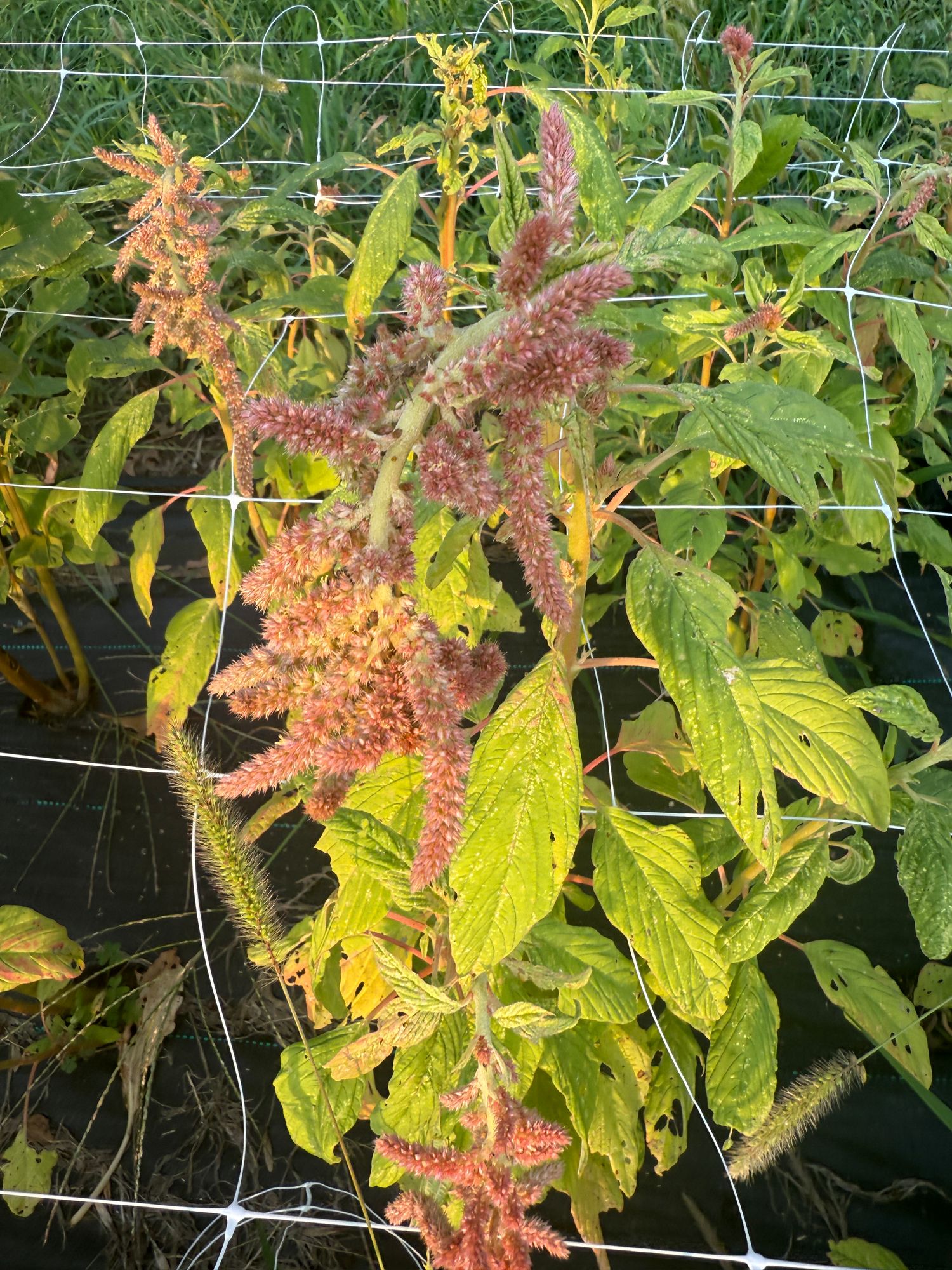 AMARANTHUS caudatus Coral Fountains