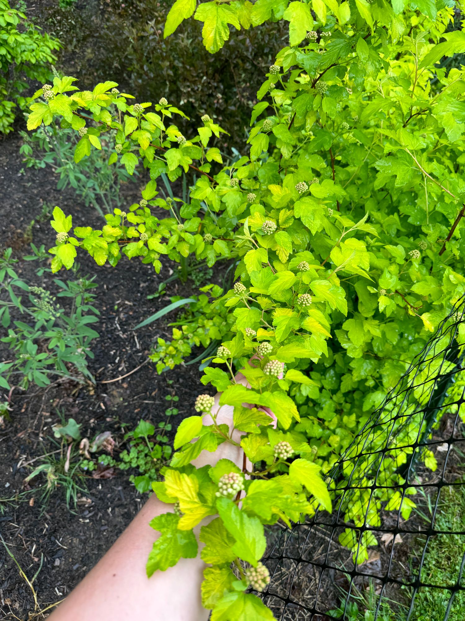 PHYSOCARPUS opulifolius