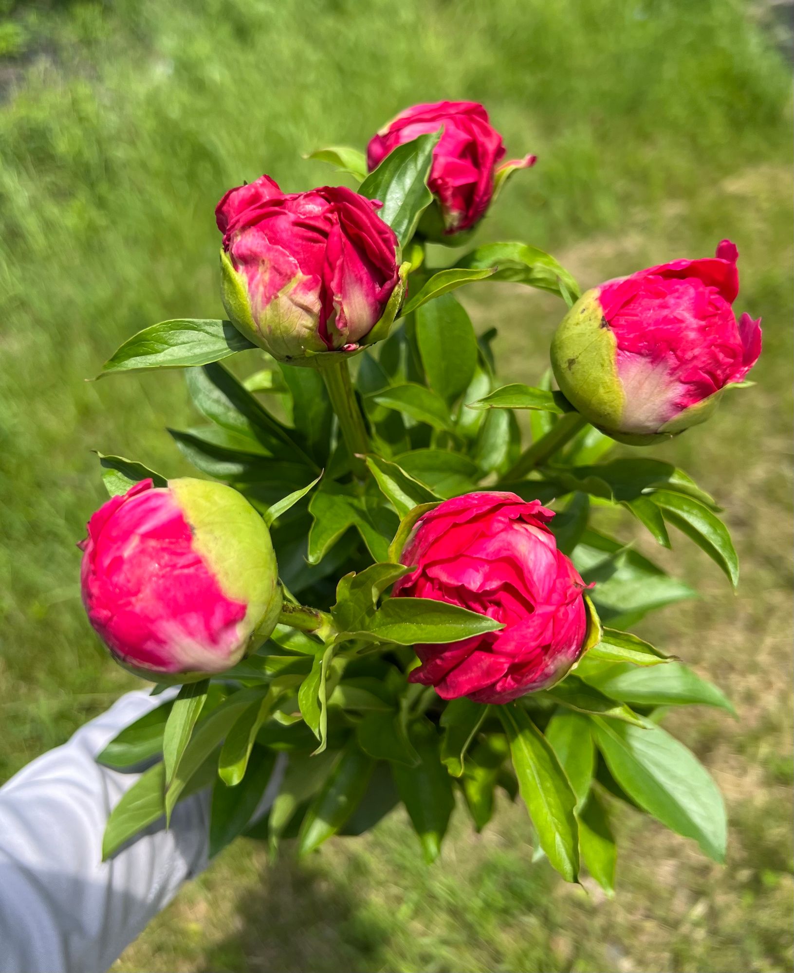 PAEONIA lactiflora Paula Fay