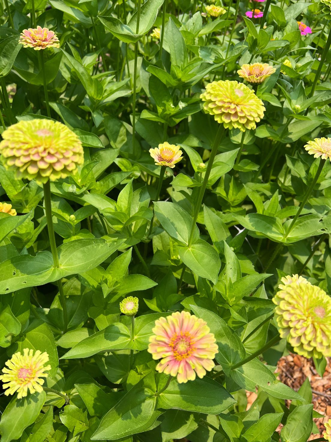 ZINNIA elegans Queen Lime Blush