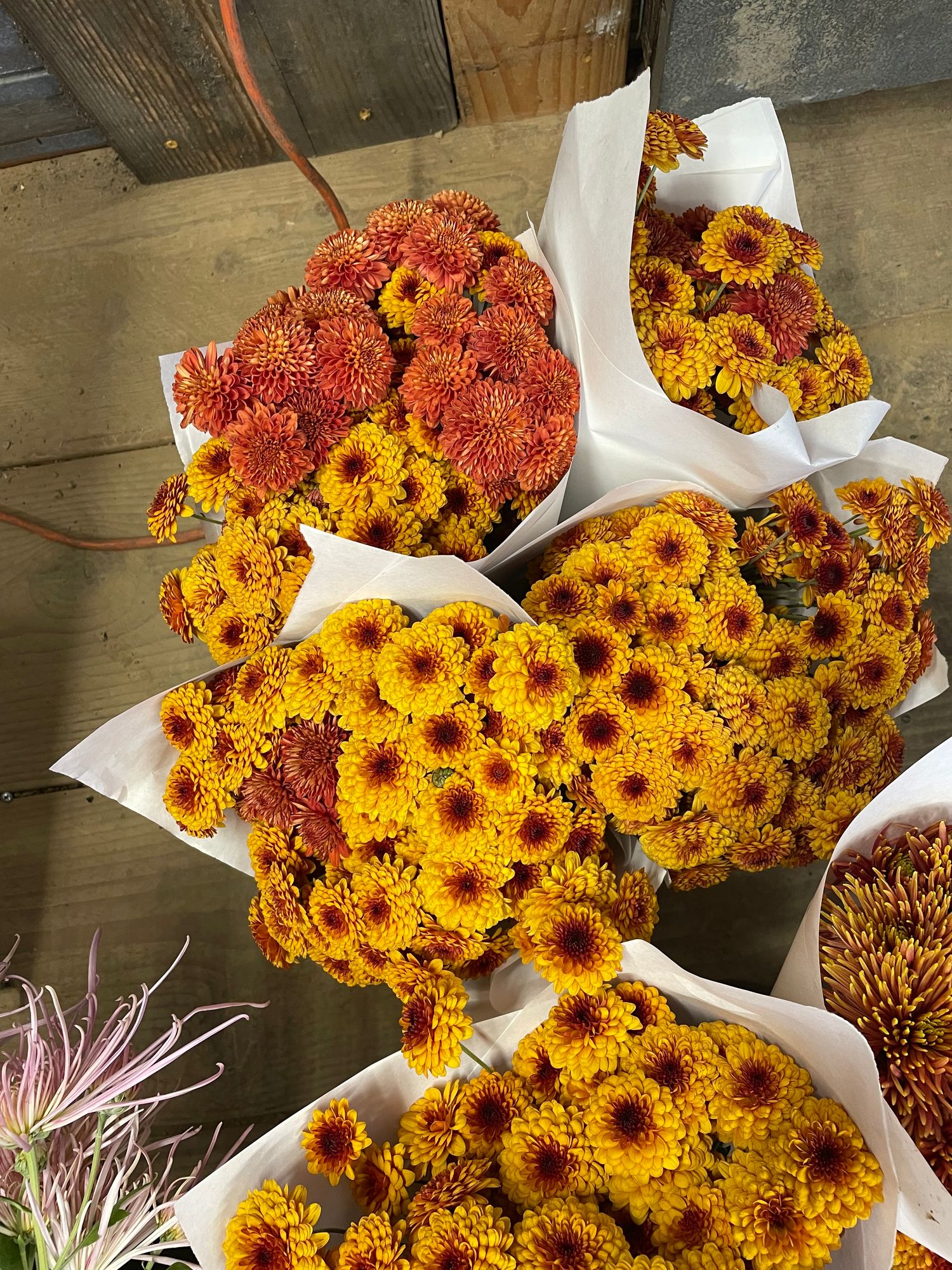 CHRYSANTHEMUM