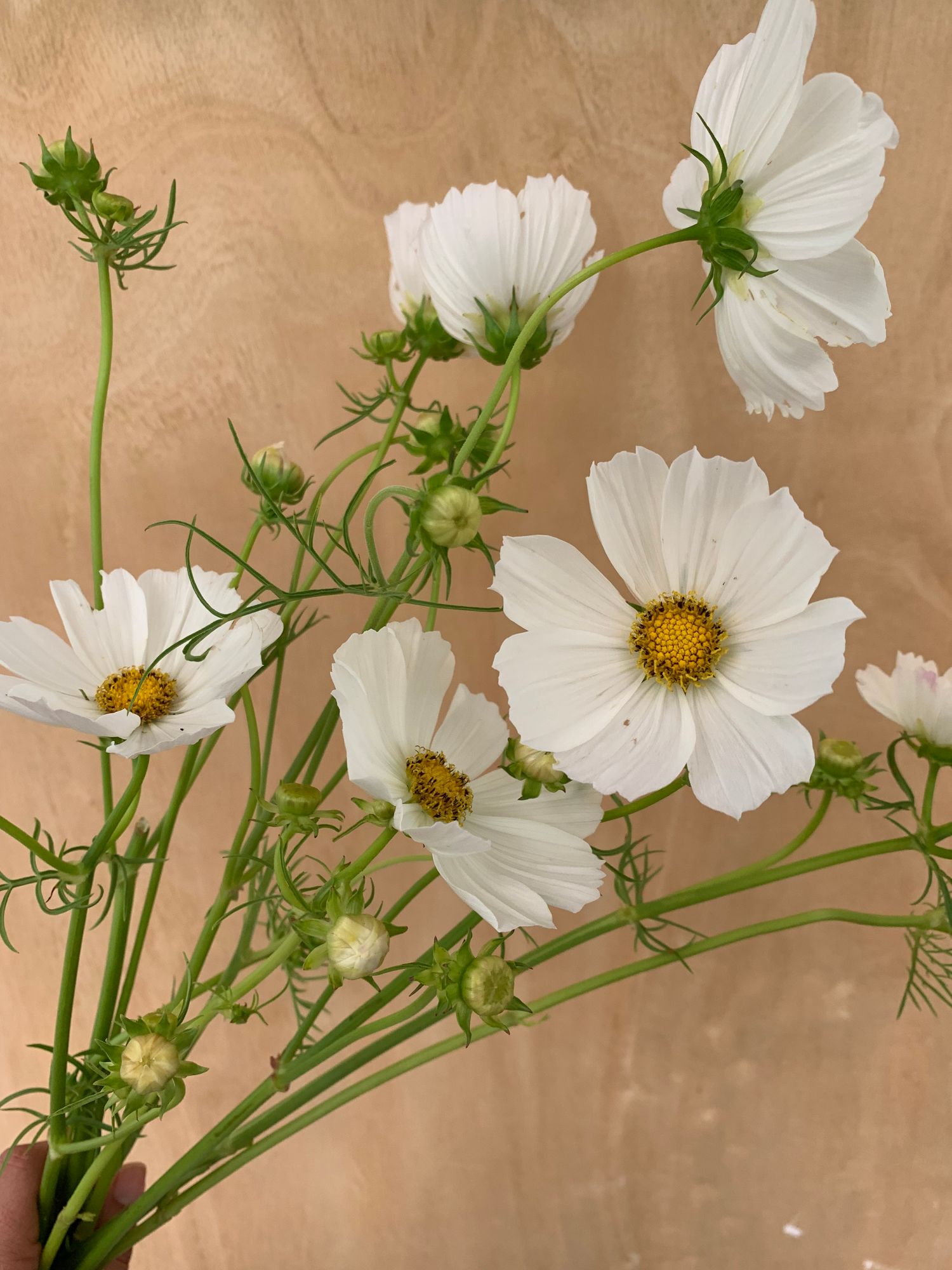 COSMOS bipinnatus Afternoon White