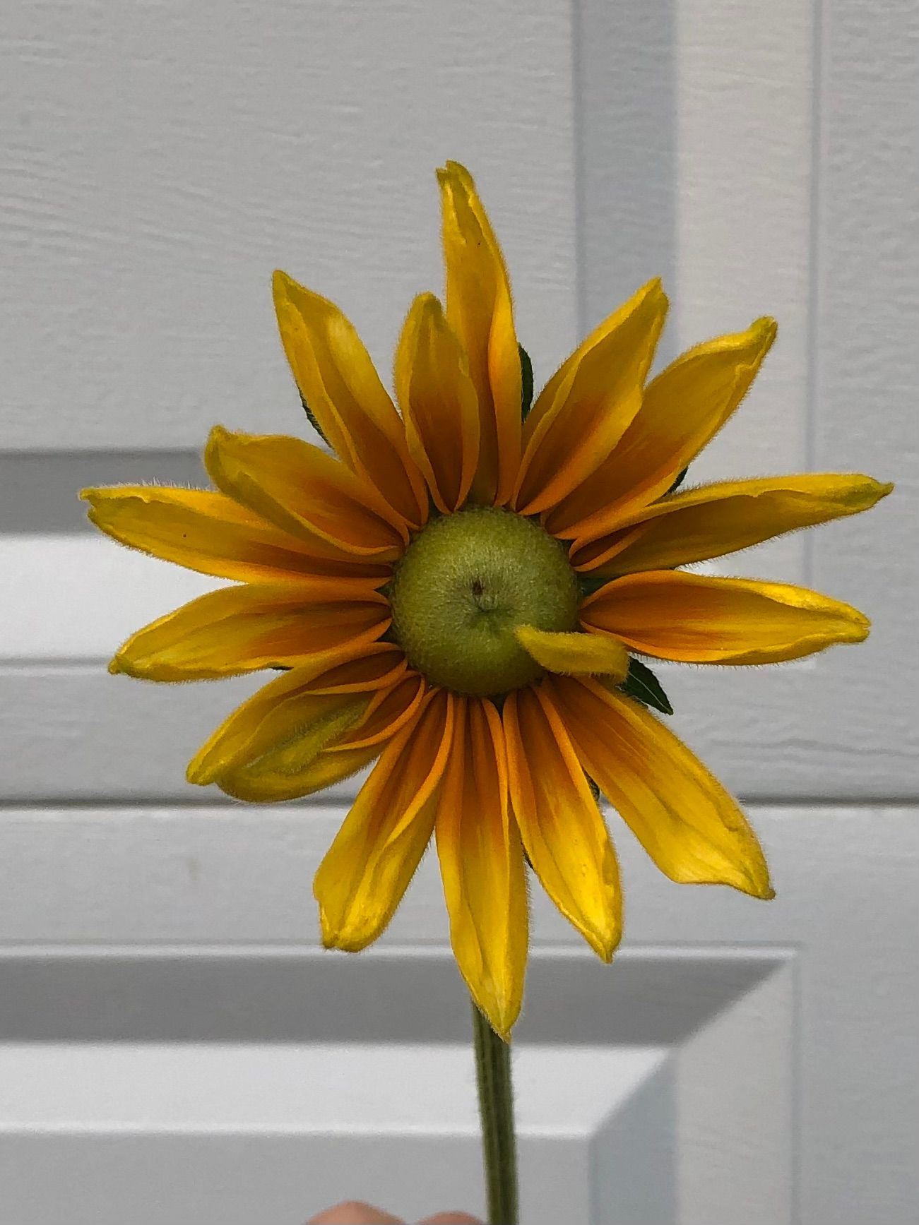 RUDBECKIA hirta Prairie Sun