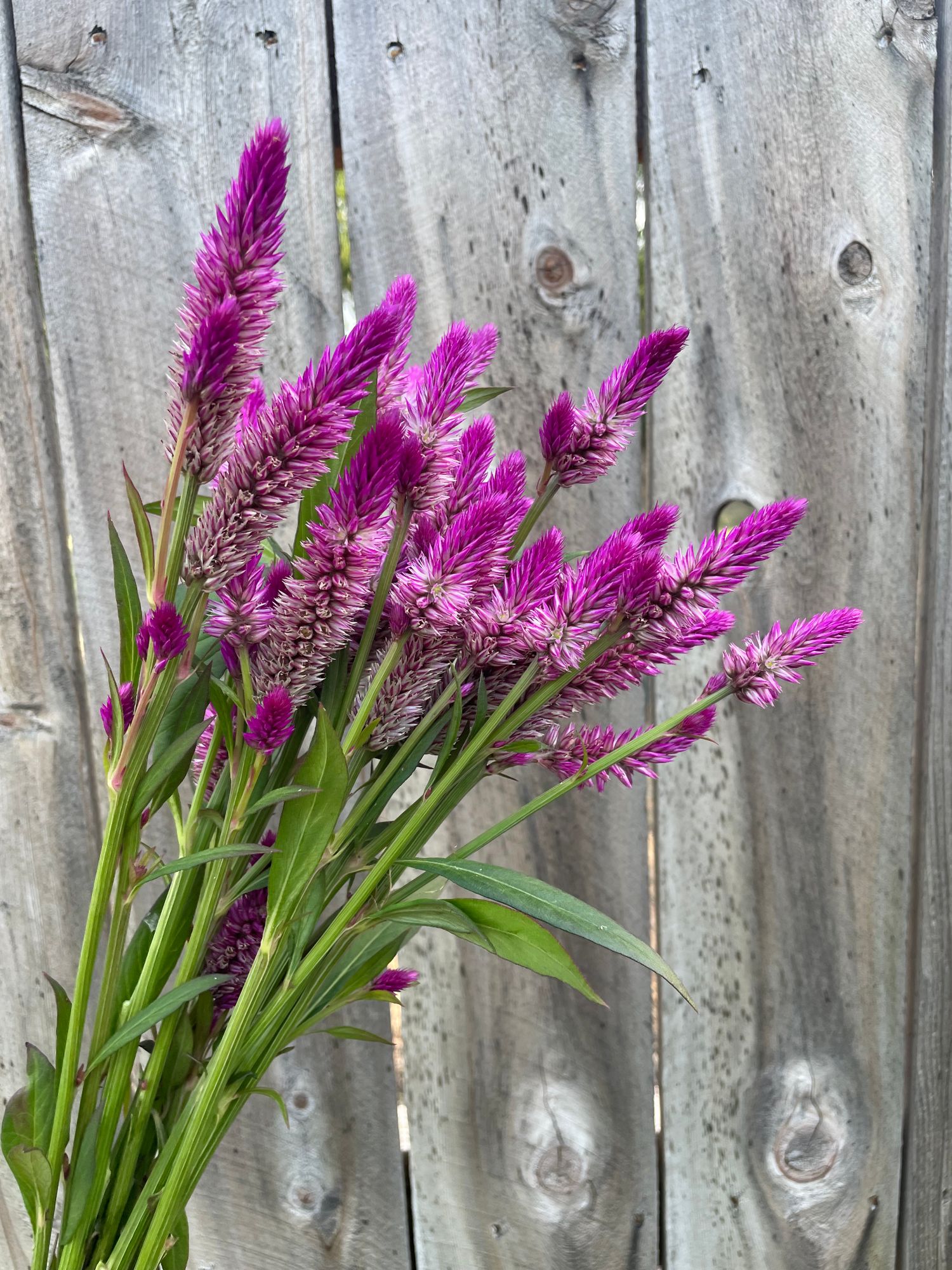 CELOSIA argentea spicata Ruby Parfait