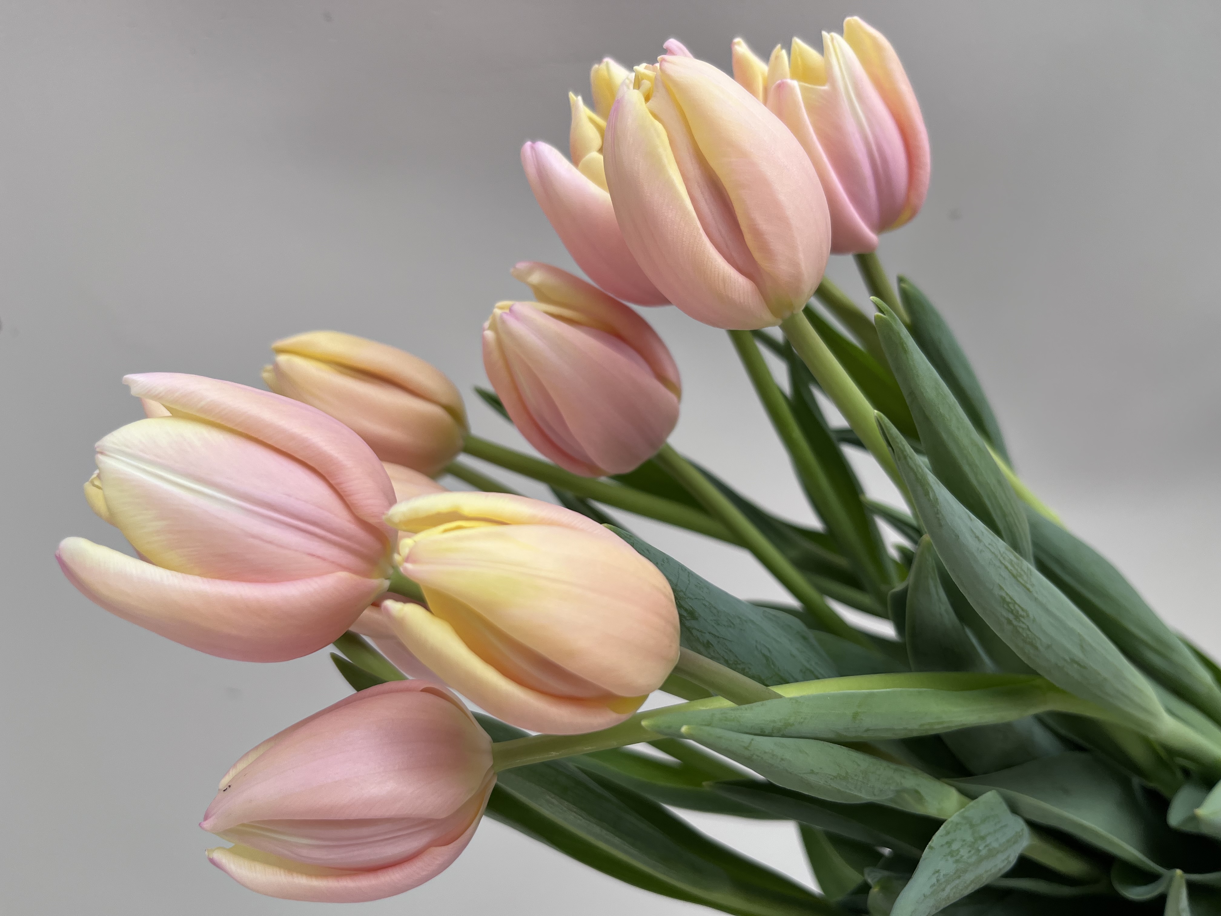 Farmer Lady Flowers Banner