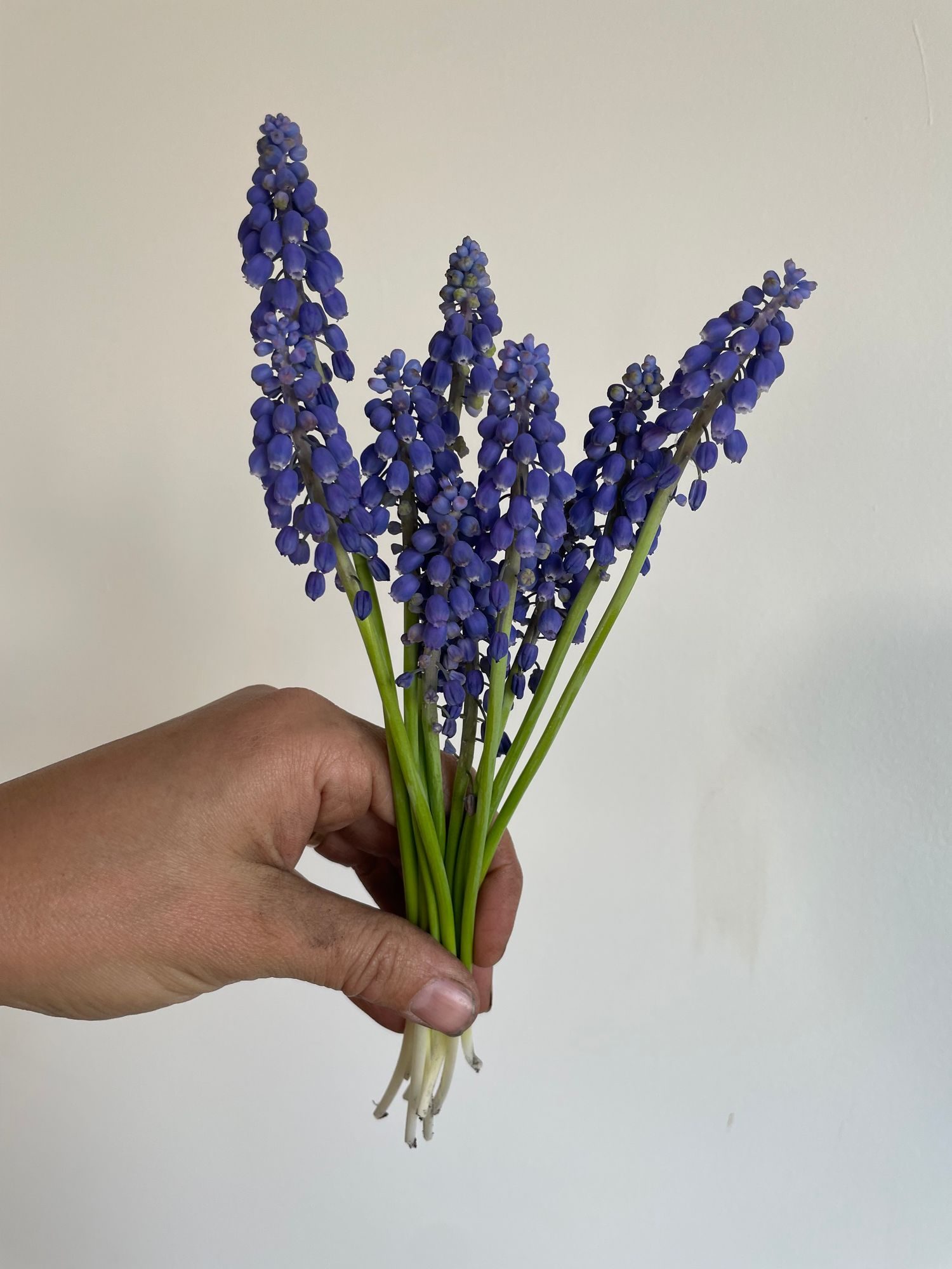 MUSCARI armeniacum