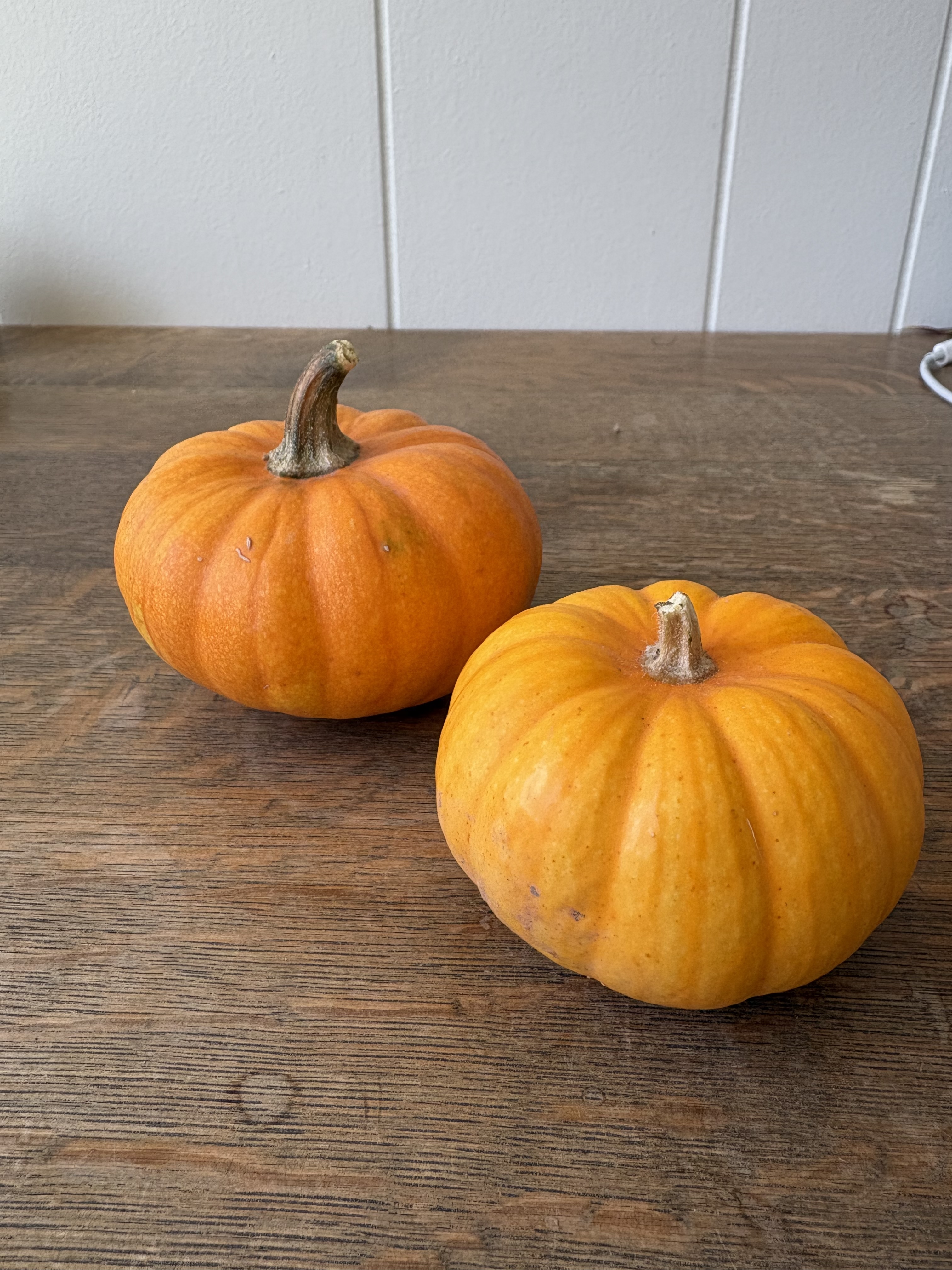 CUCURBITA