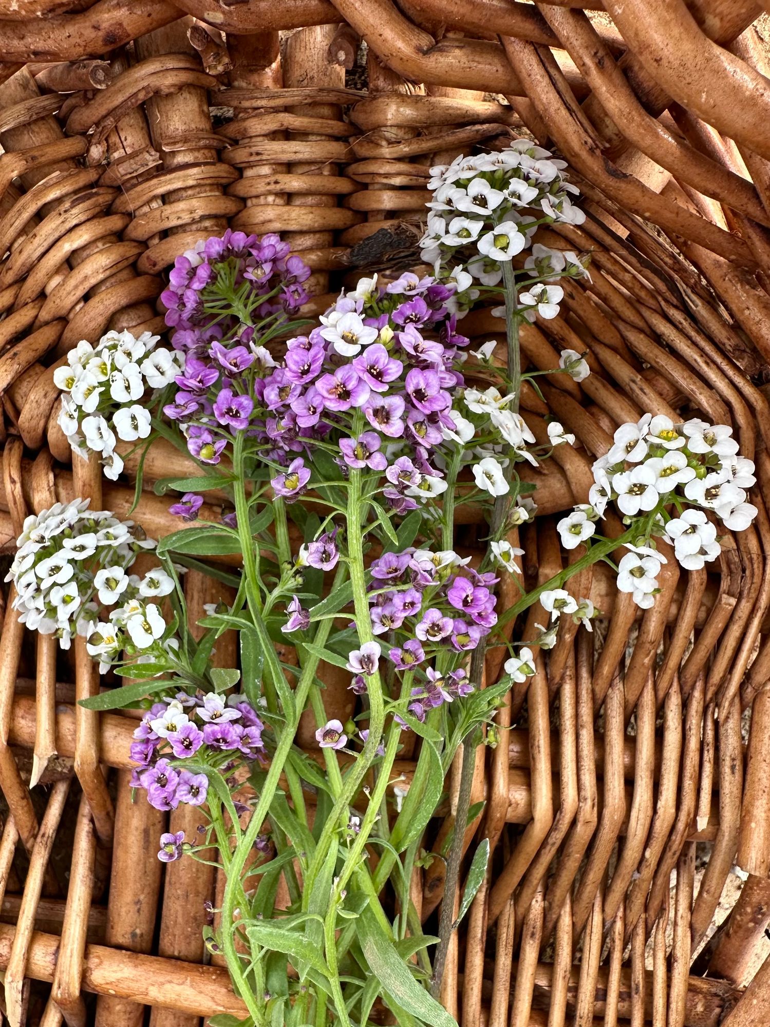 ALYSSUM cuneifolium
