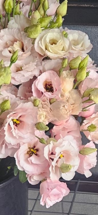 EUSTOMA grandiflorum Corelli