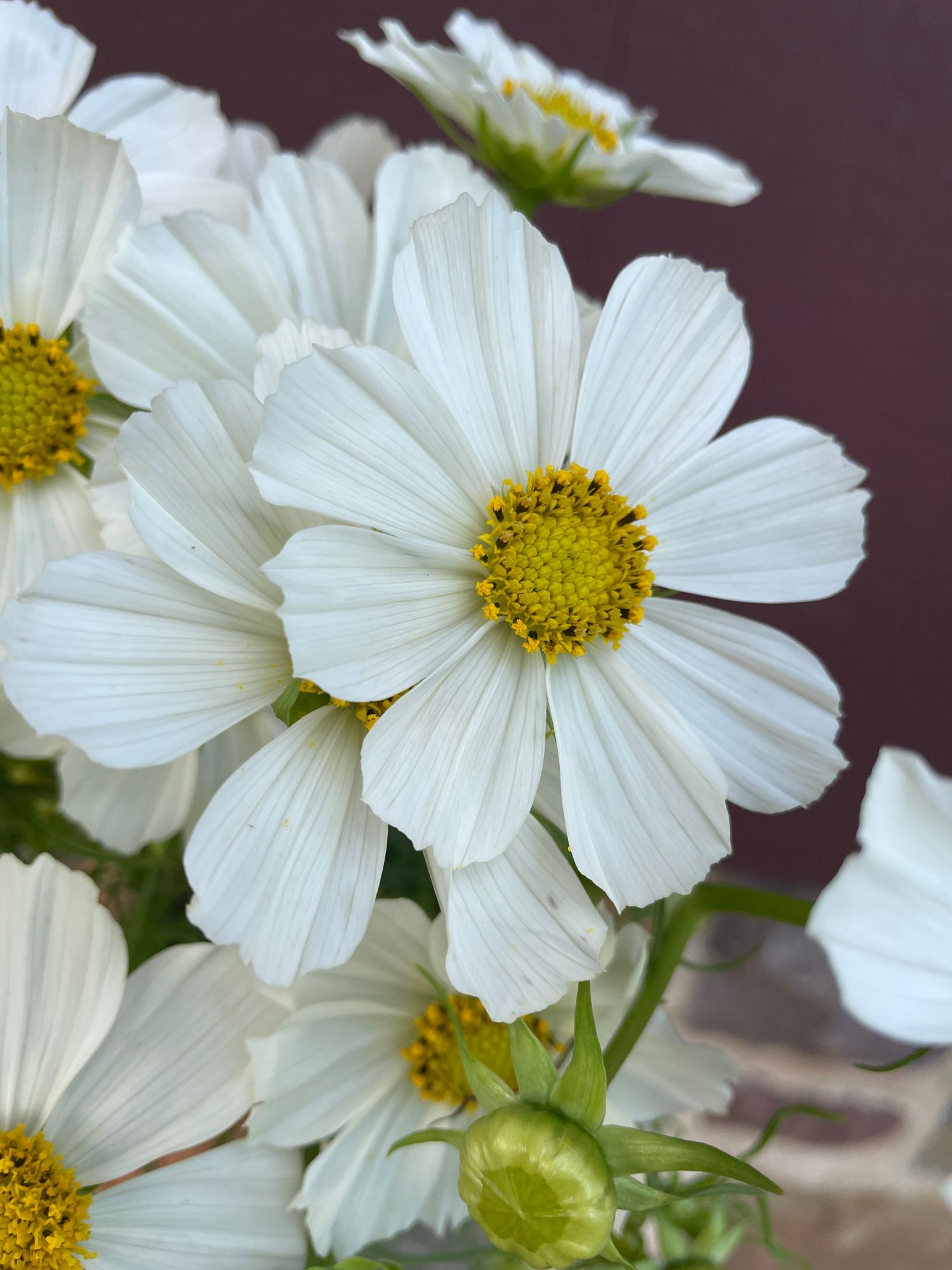 COSMOS bipinnatus Versailles