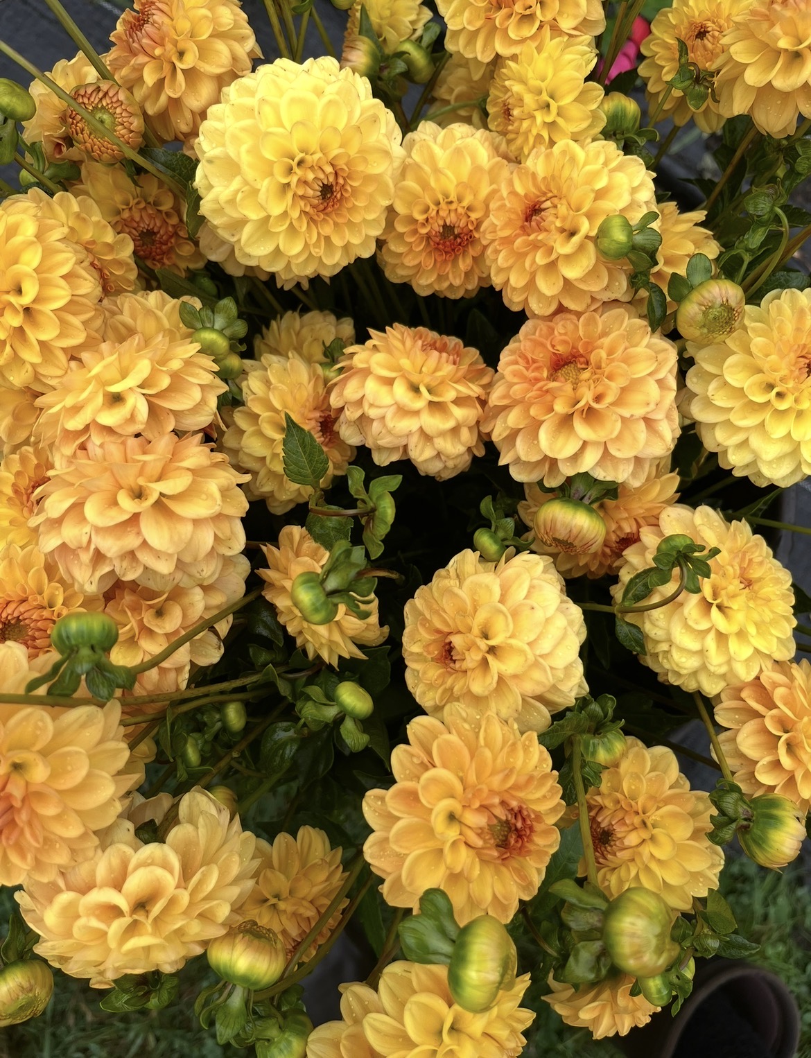 DAHLIA Golden Scepter