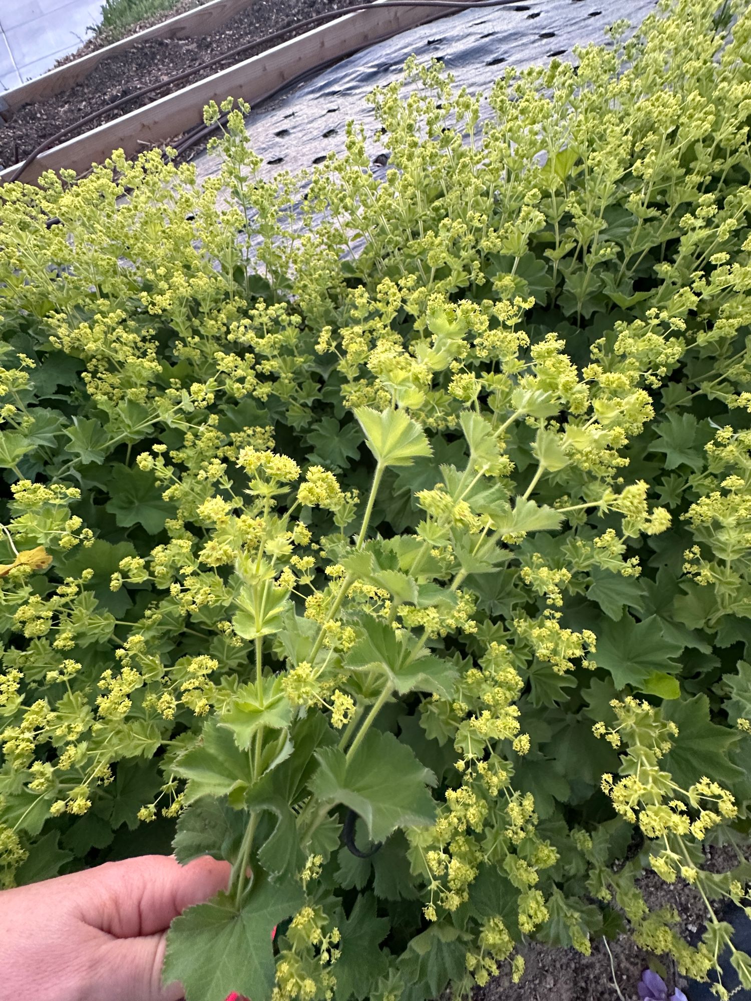 ALCHEMILLA mollis