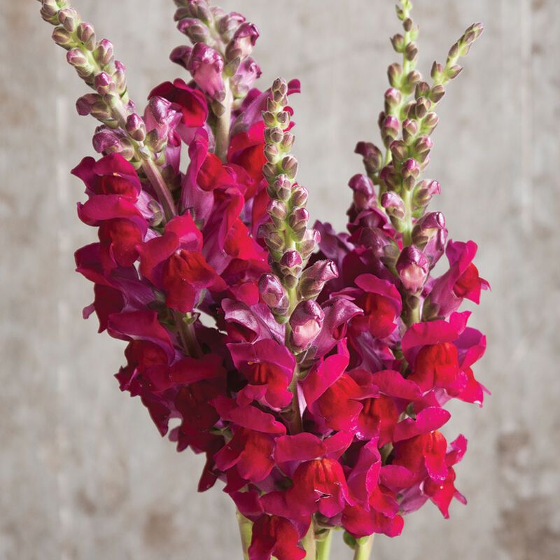 ANTIRRHINUM majus Potomac