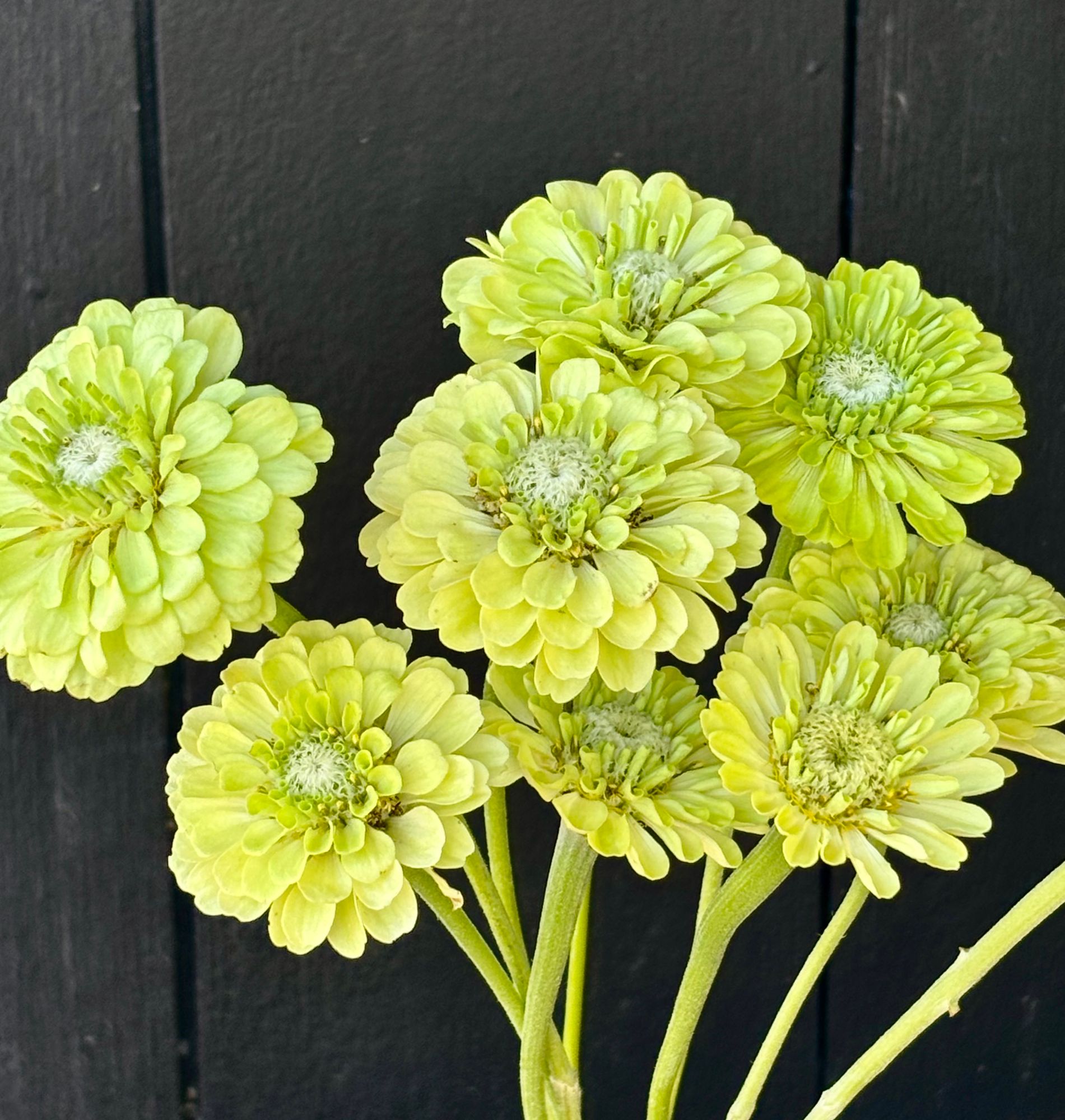 ZINNIA elegans Benarys Giant