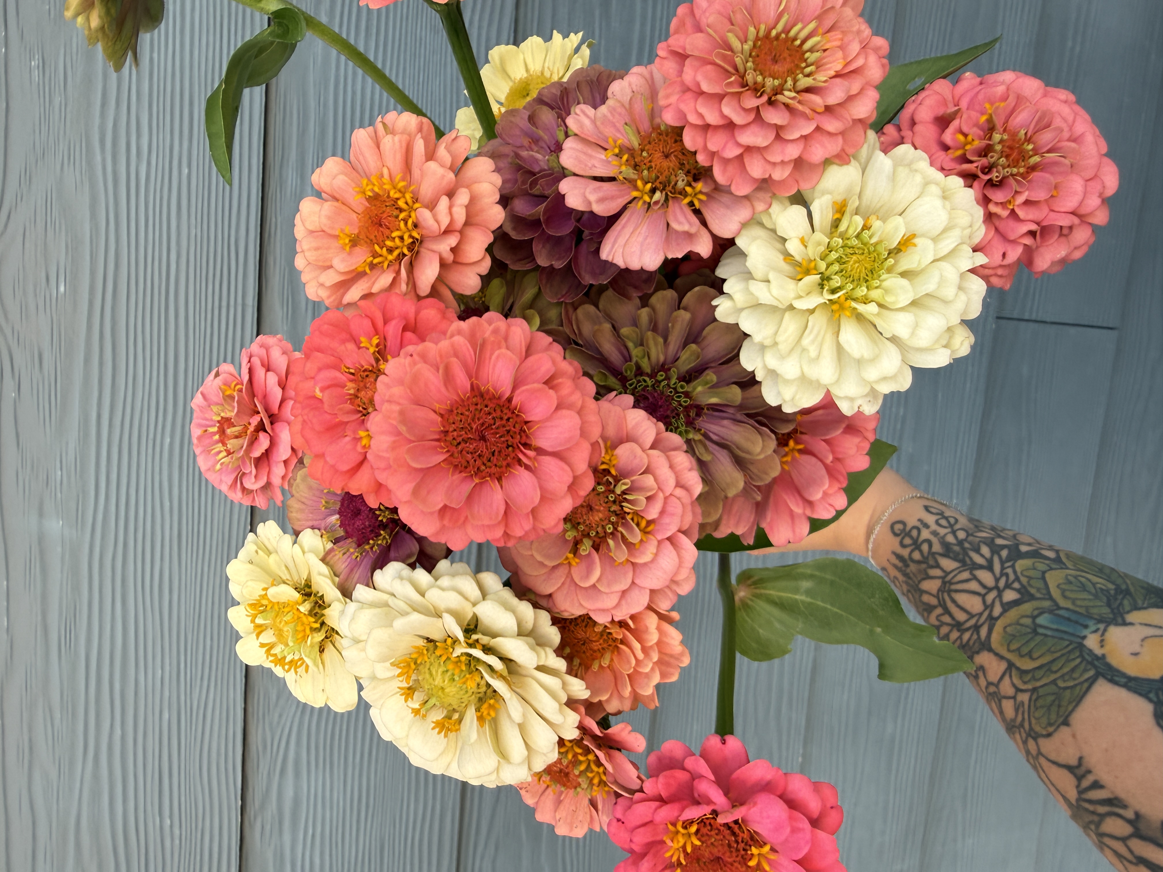 ZINNIA