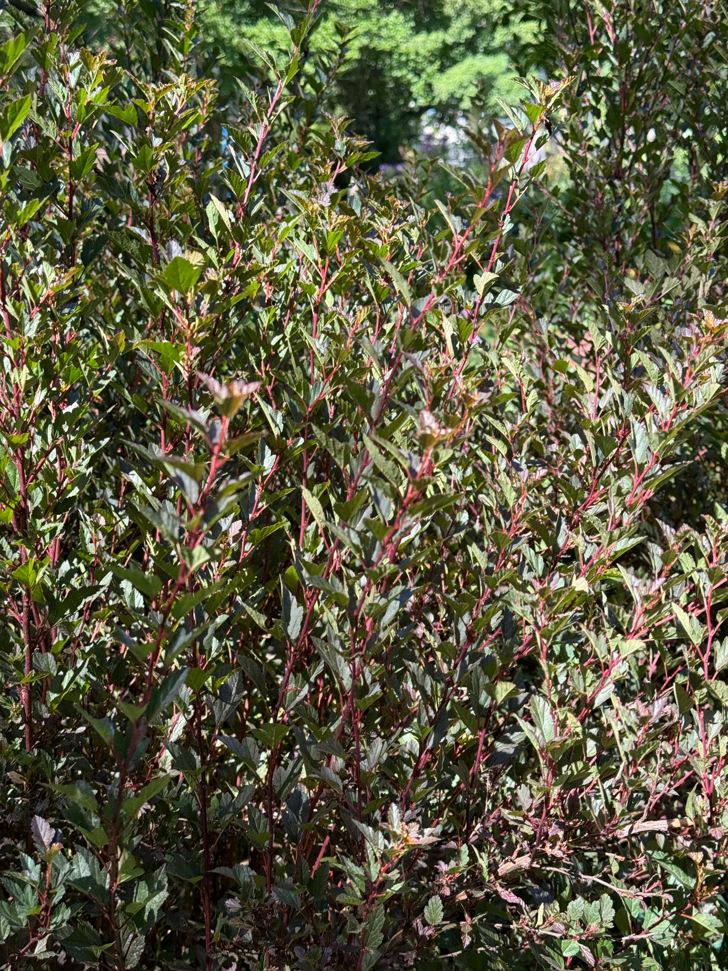 PHYSOCARPUS opulifolius