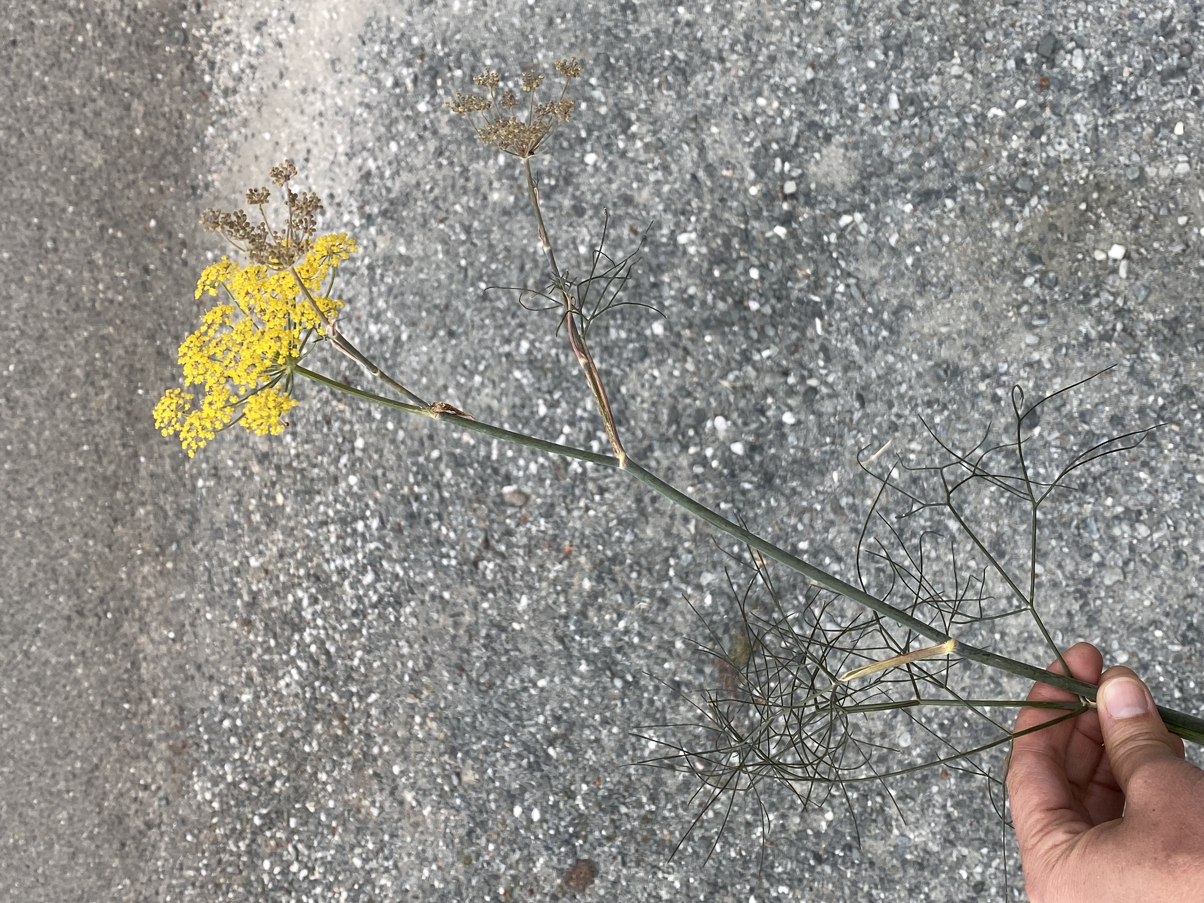 FOENICULUM vulgare