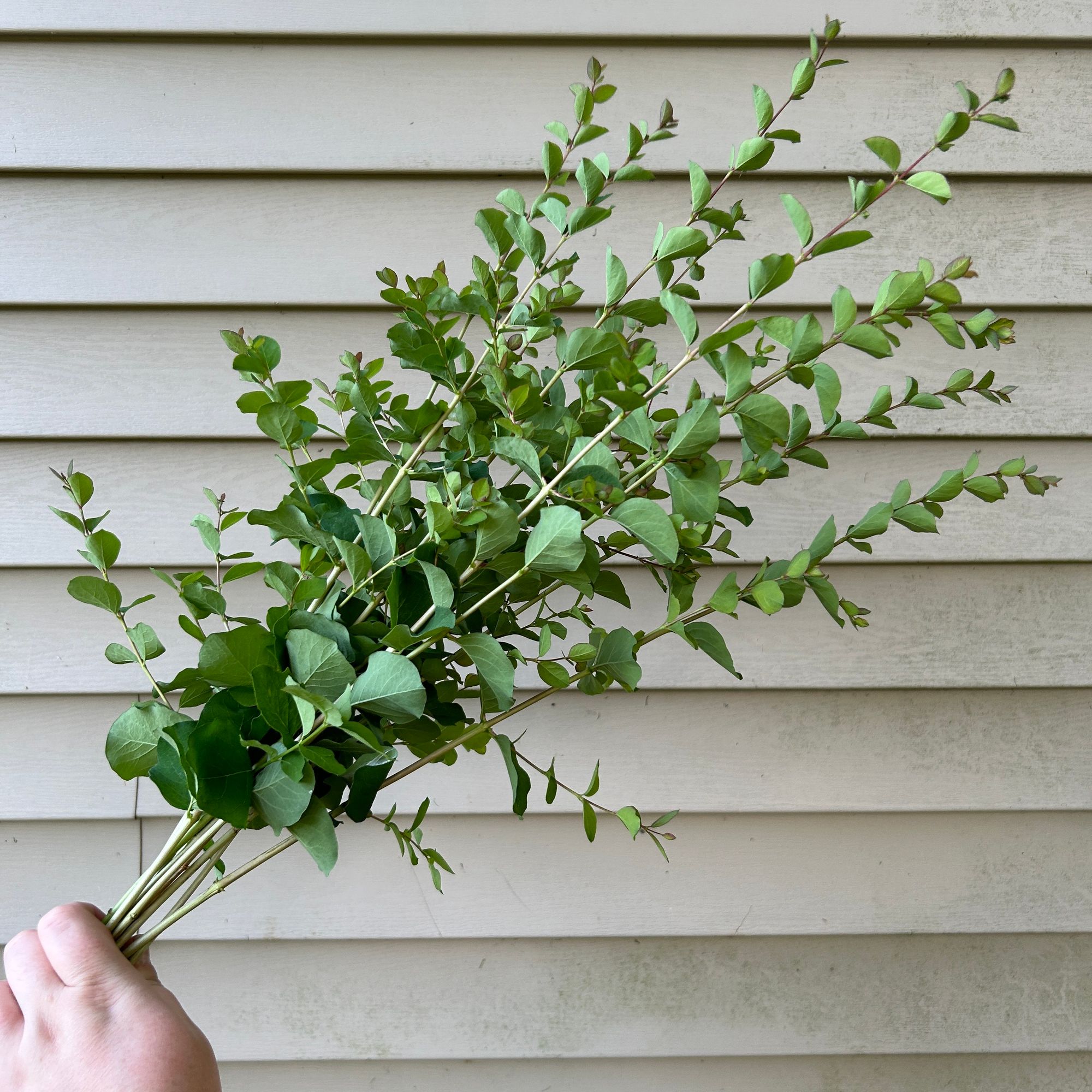 SYMPHORICARPOS albus