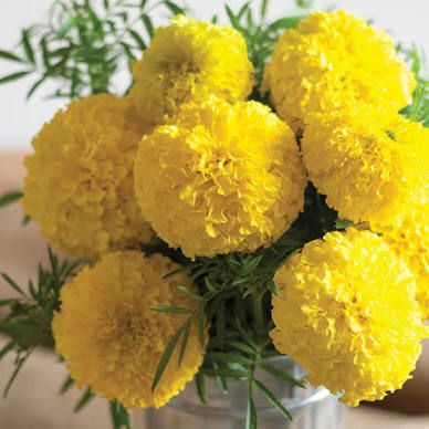 TAGETES erecta Giant Yellow