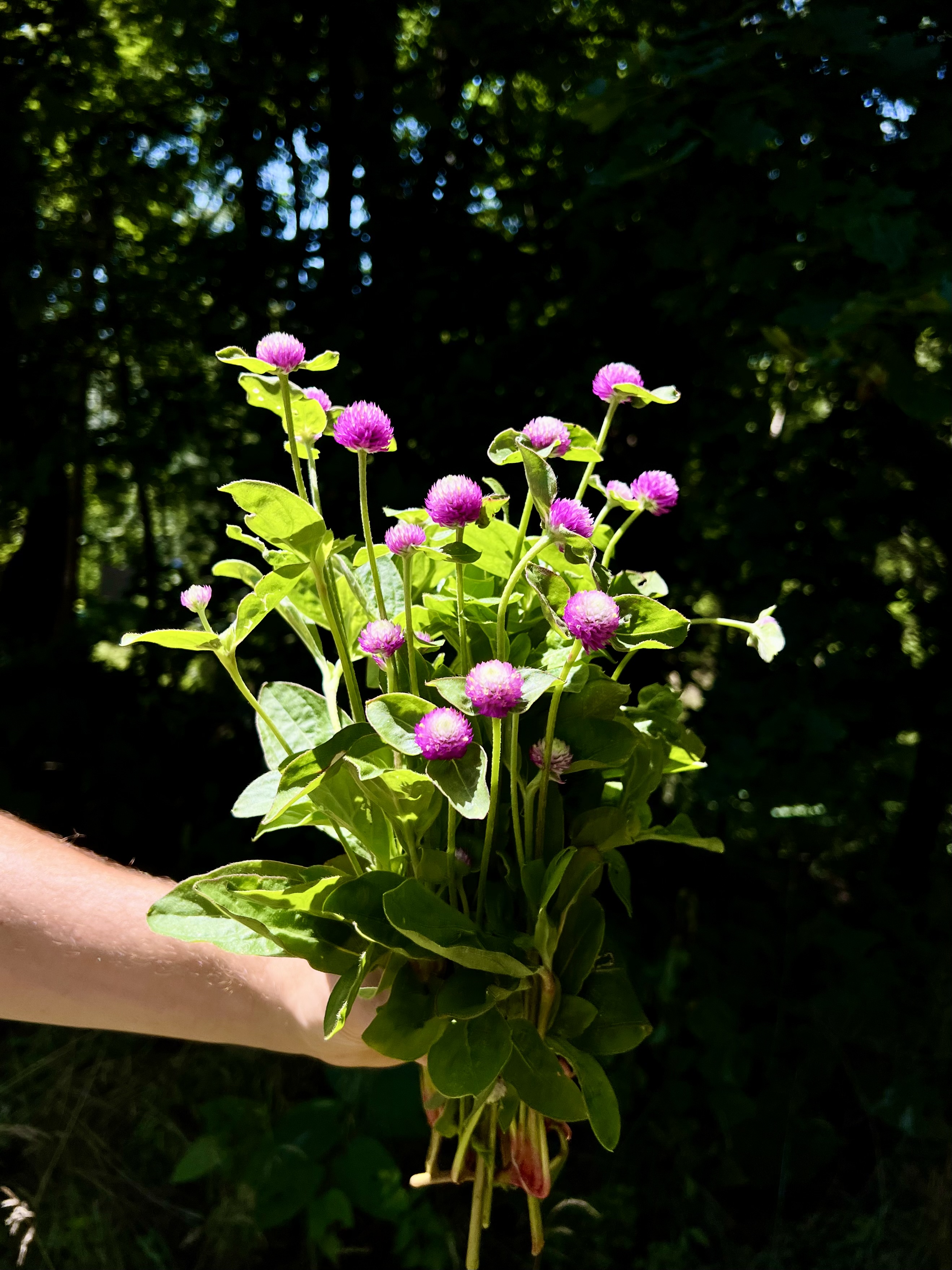 GOMPHRENA globosa QIS Purple