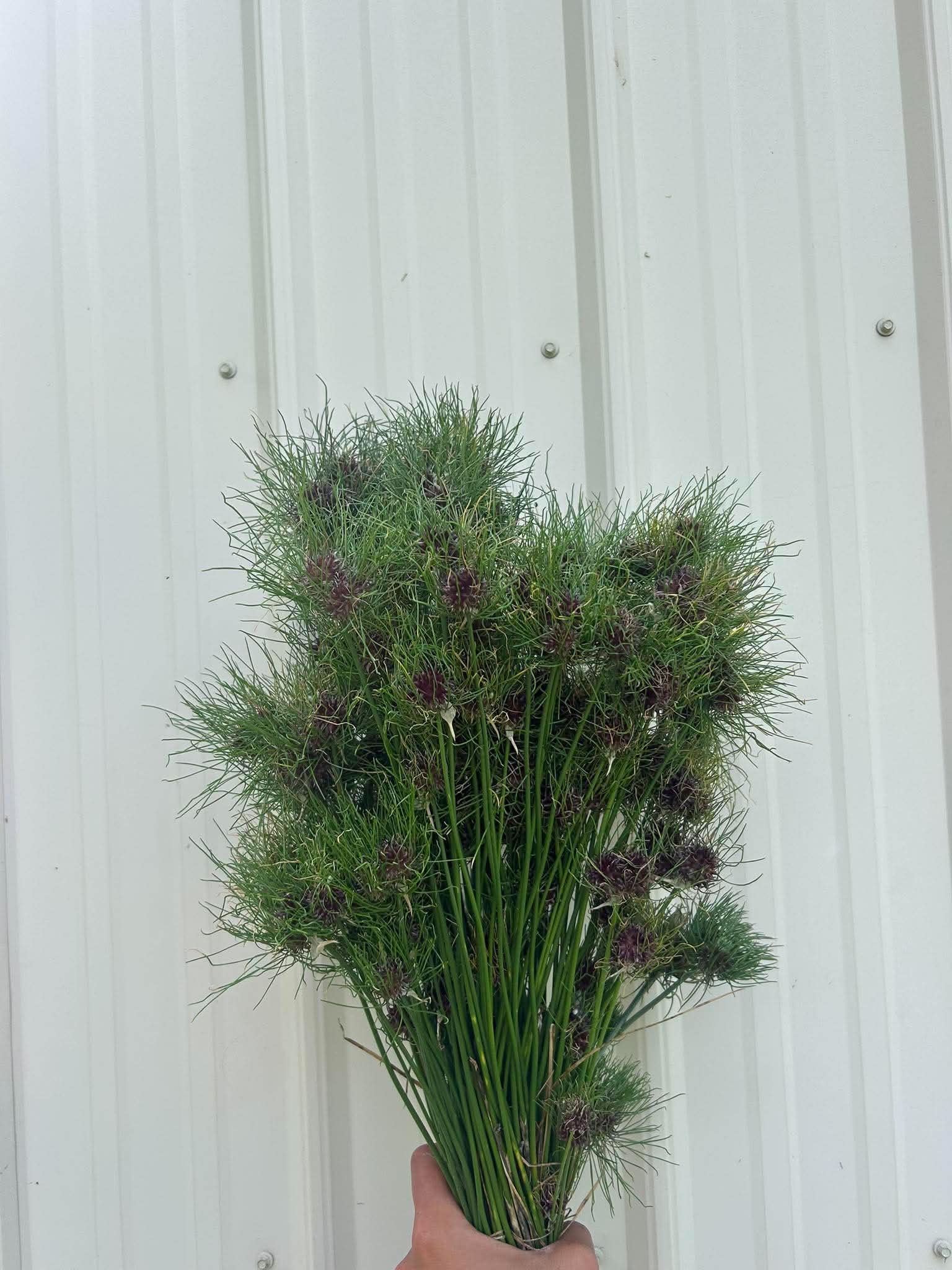 ALLIUM vineale Hair
