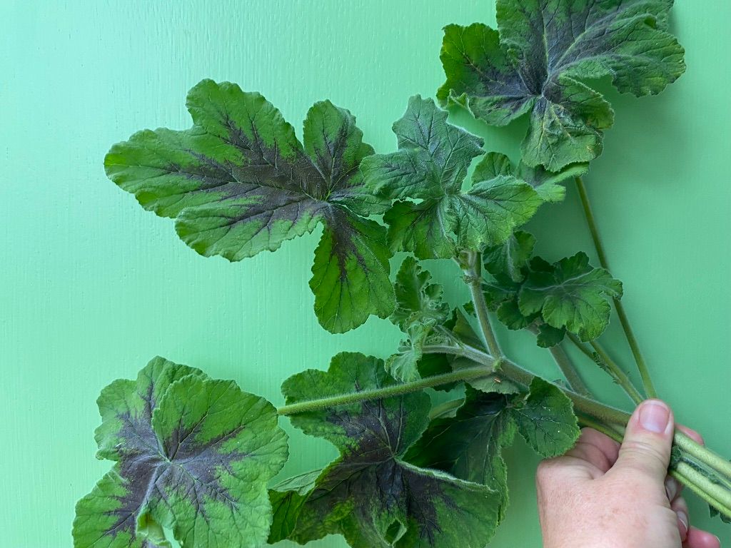 PELARGONIUM graveolens