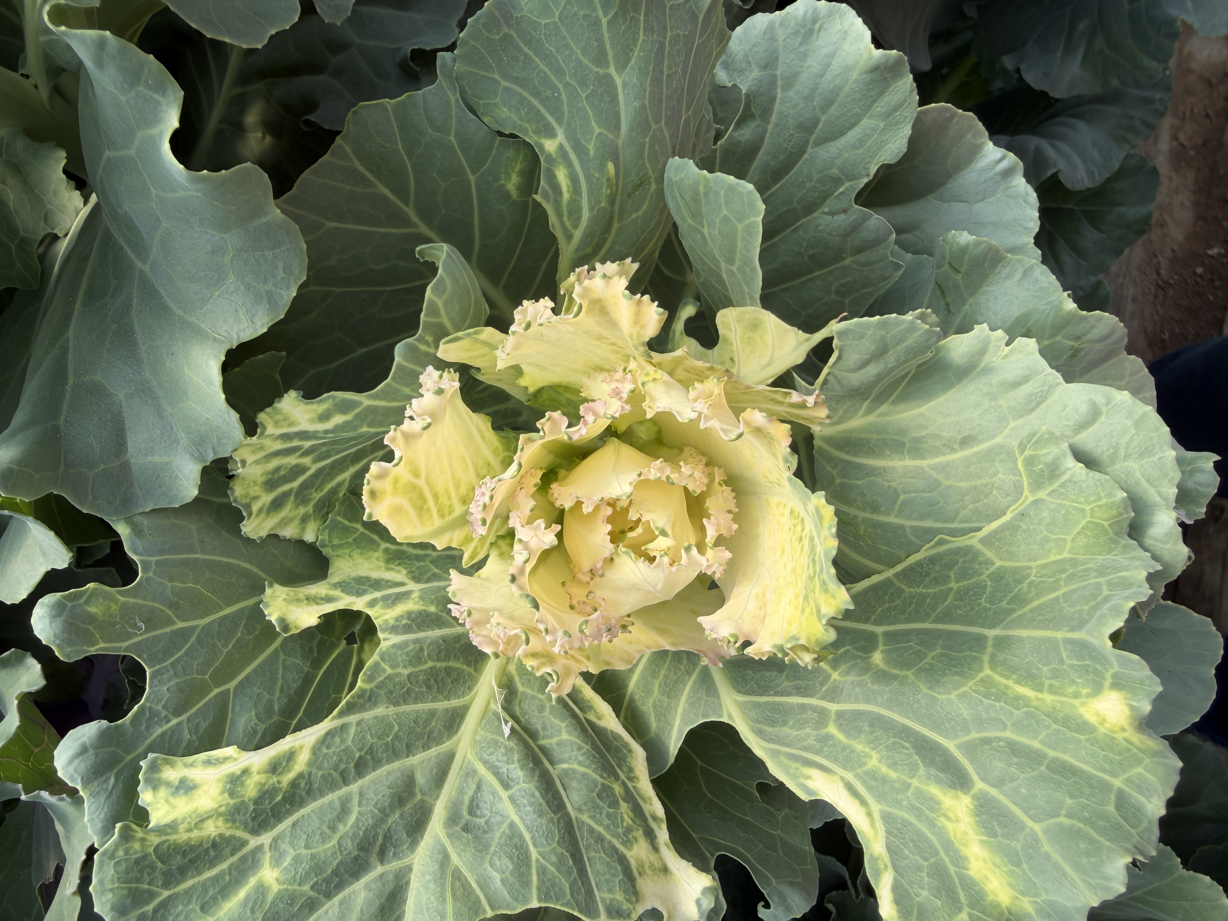BRASSICA oleracea Crane White