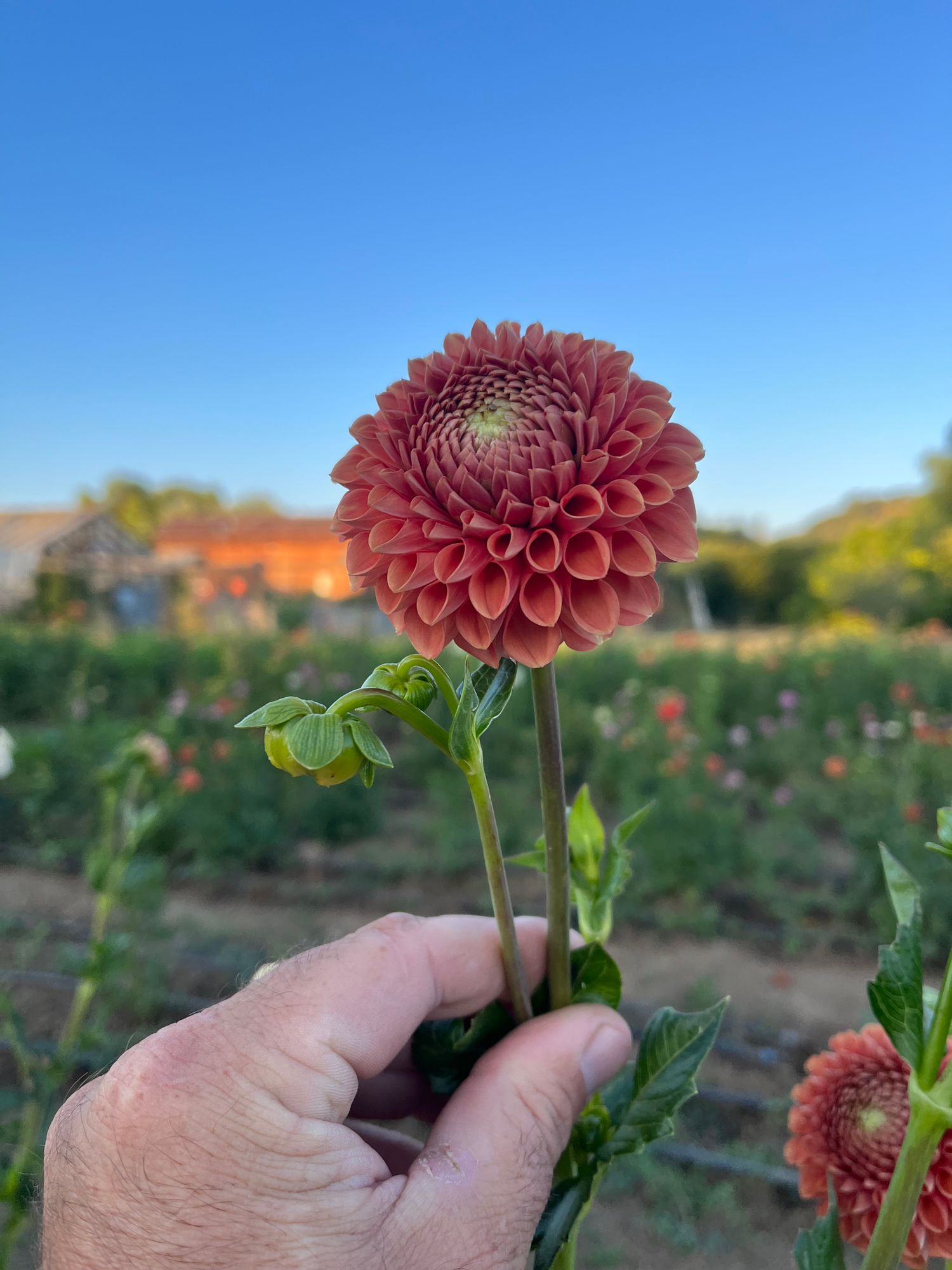 DAHLIA Cornel Bronze