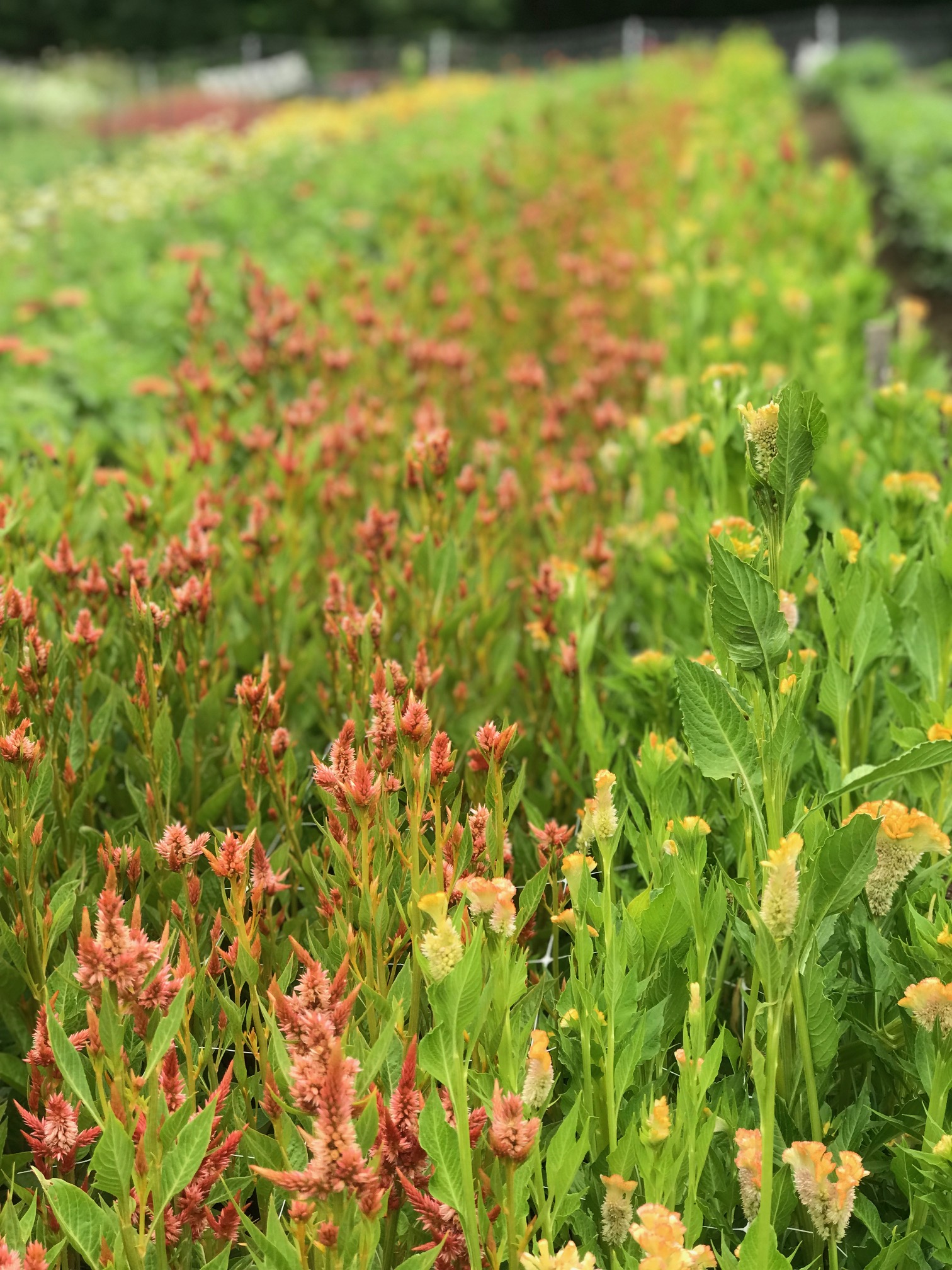 CELOSIA argentea spicata Celway Terracotta