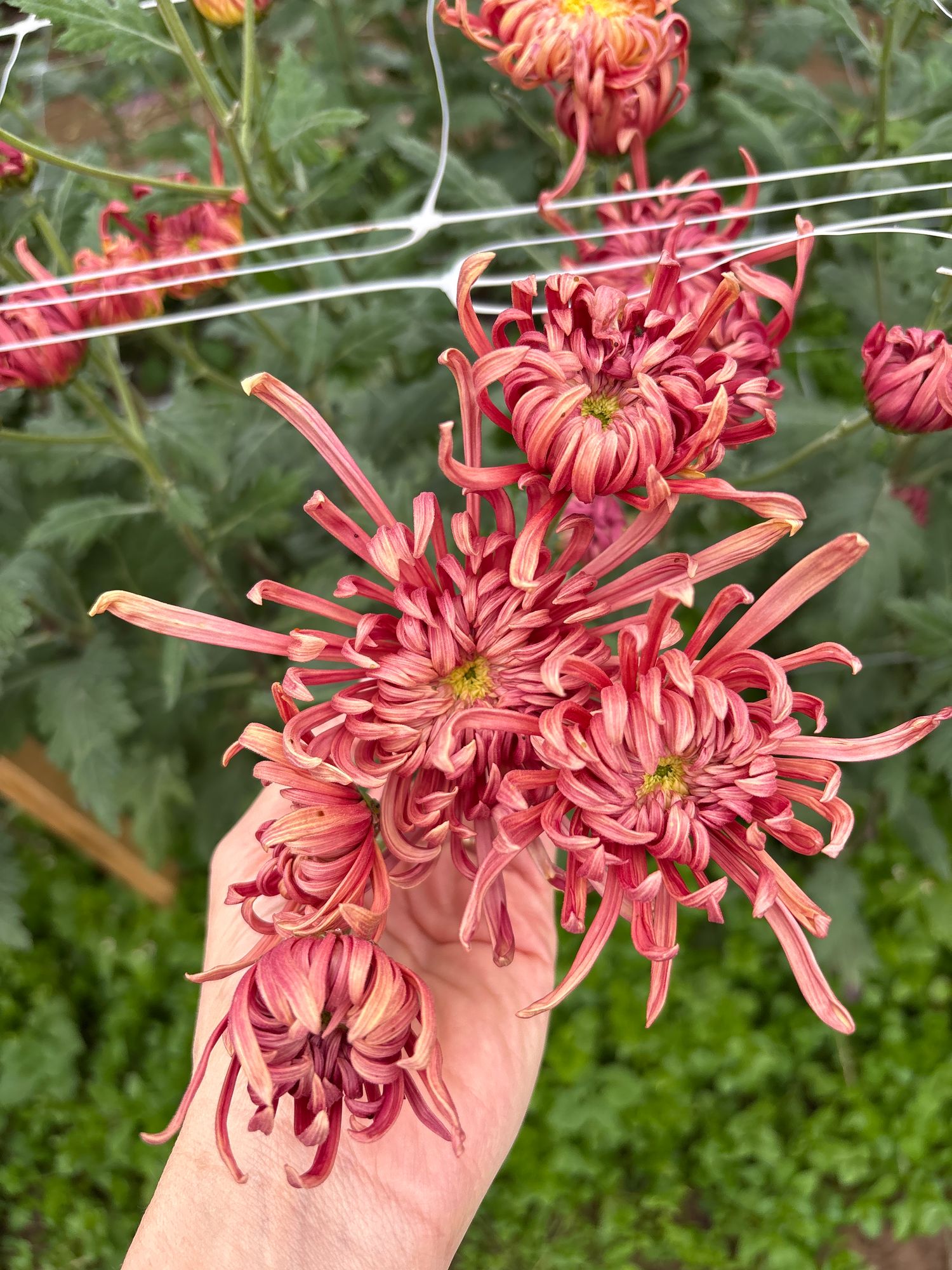 CHRYSANTHEMUM x Evening Glow