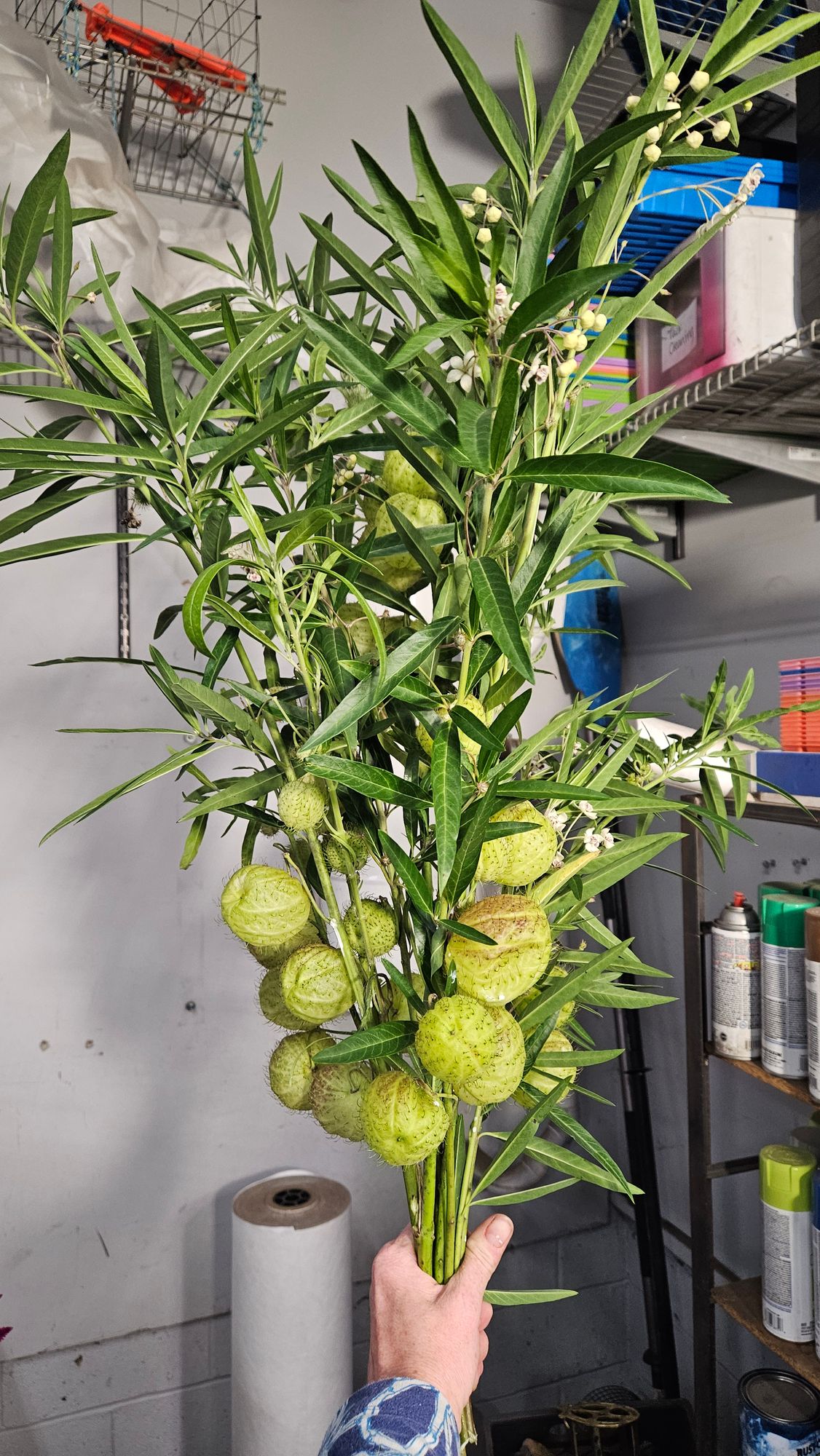 GOMPHOCARPUS physocarpus