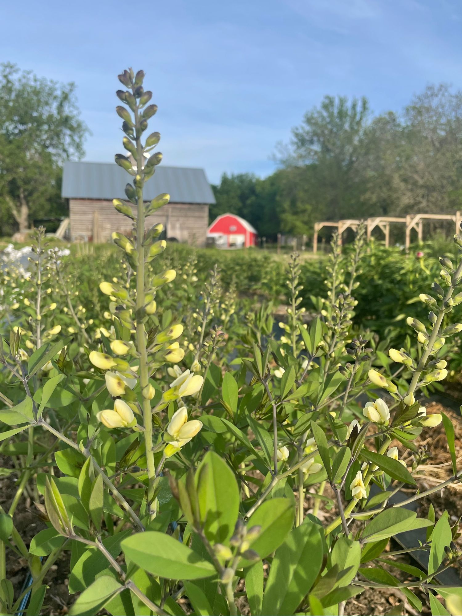 BAPTISIA x Decadence Vanilla Cream