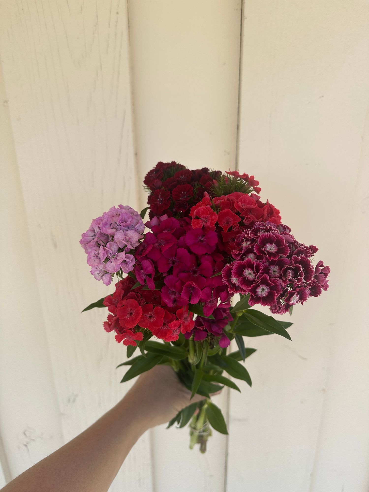 DIANTHUS barbatus Sweet