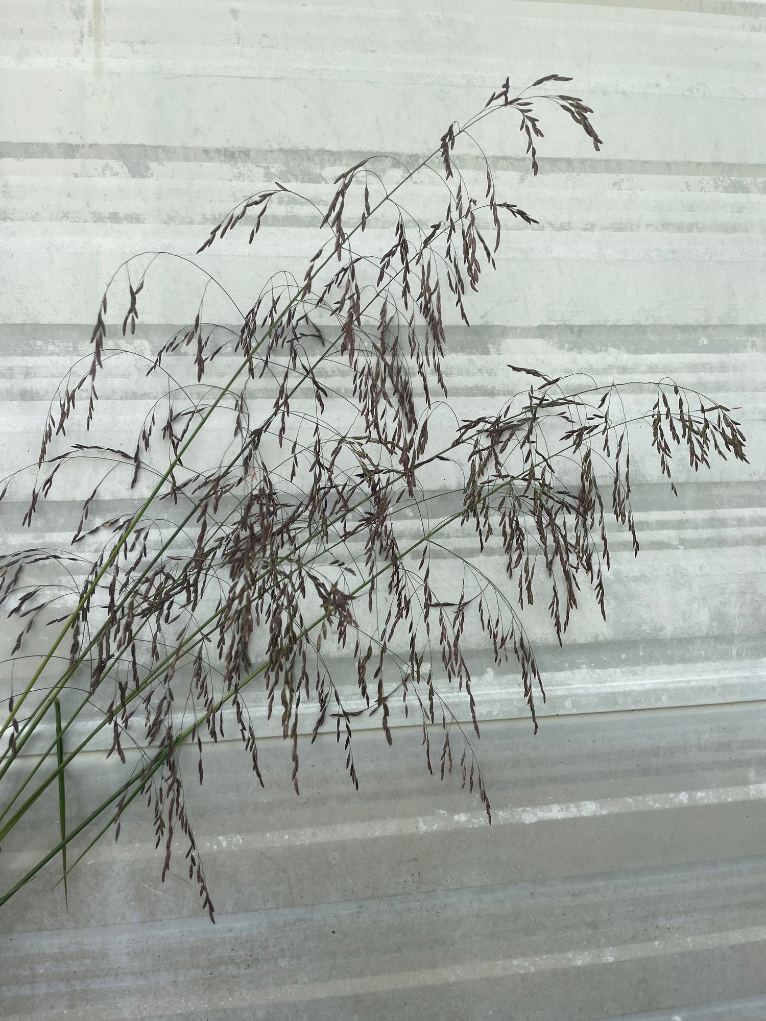 ORNAMENTAL GRASS