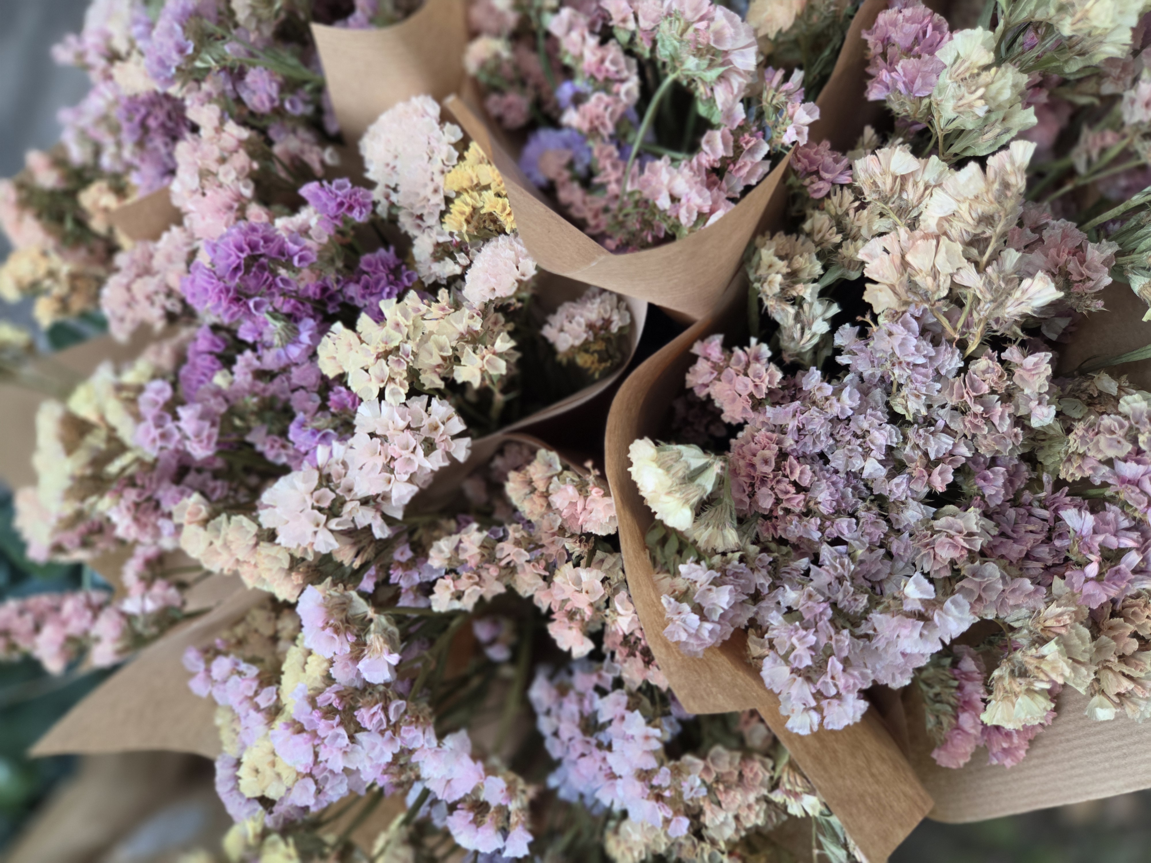 LIMONIUM sinuatum