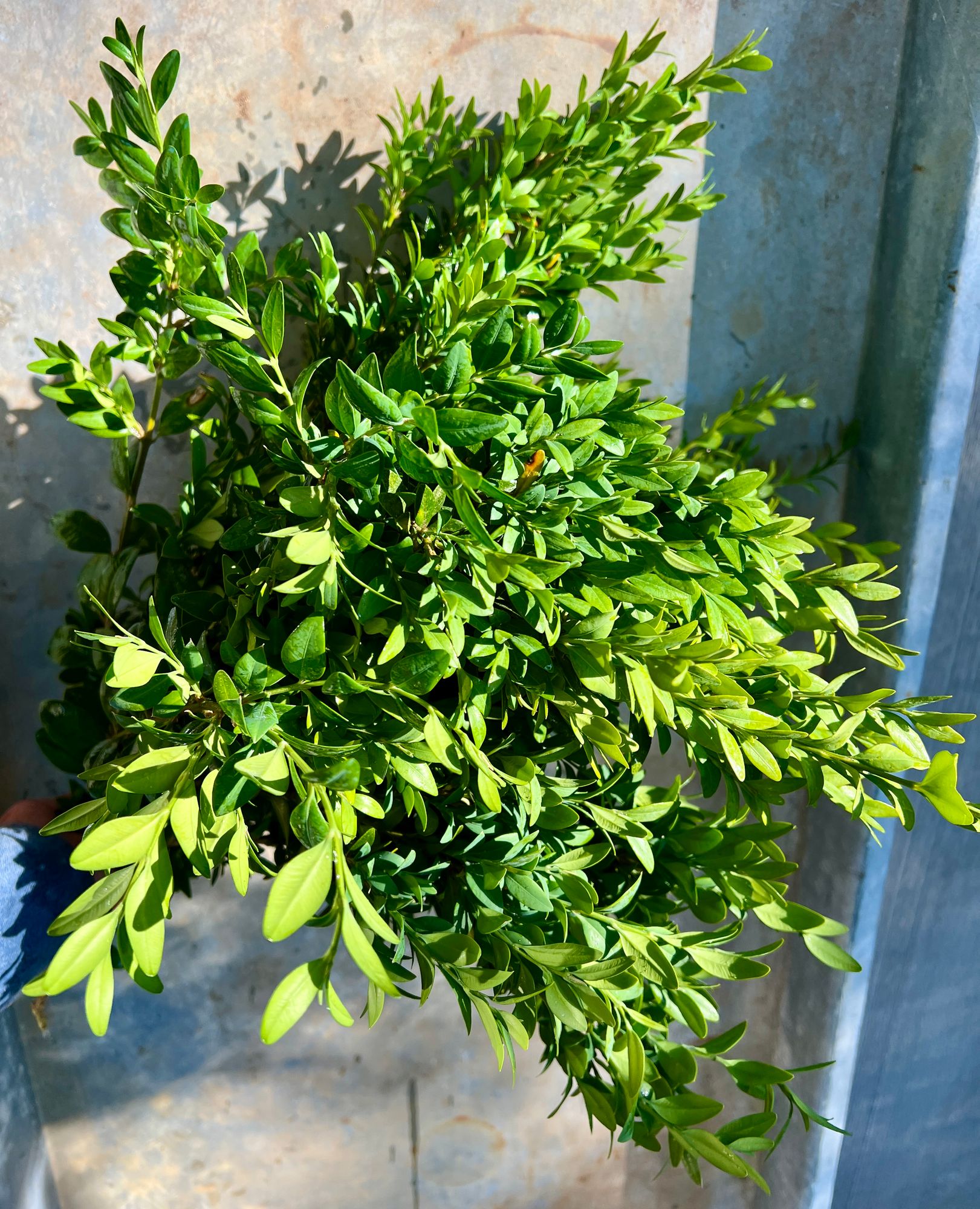 BUXUS