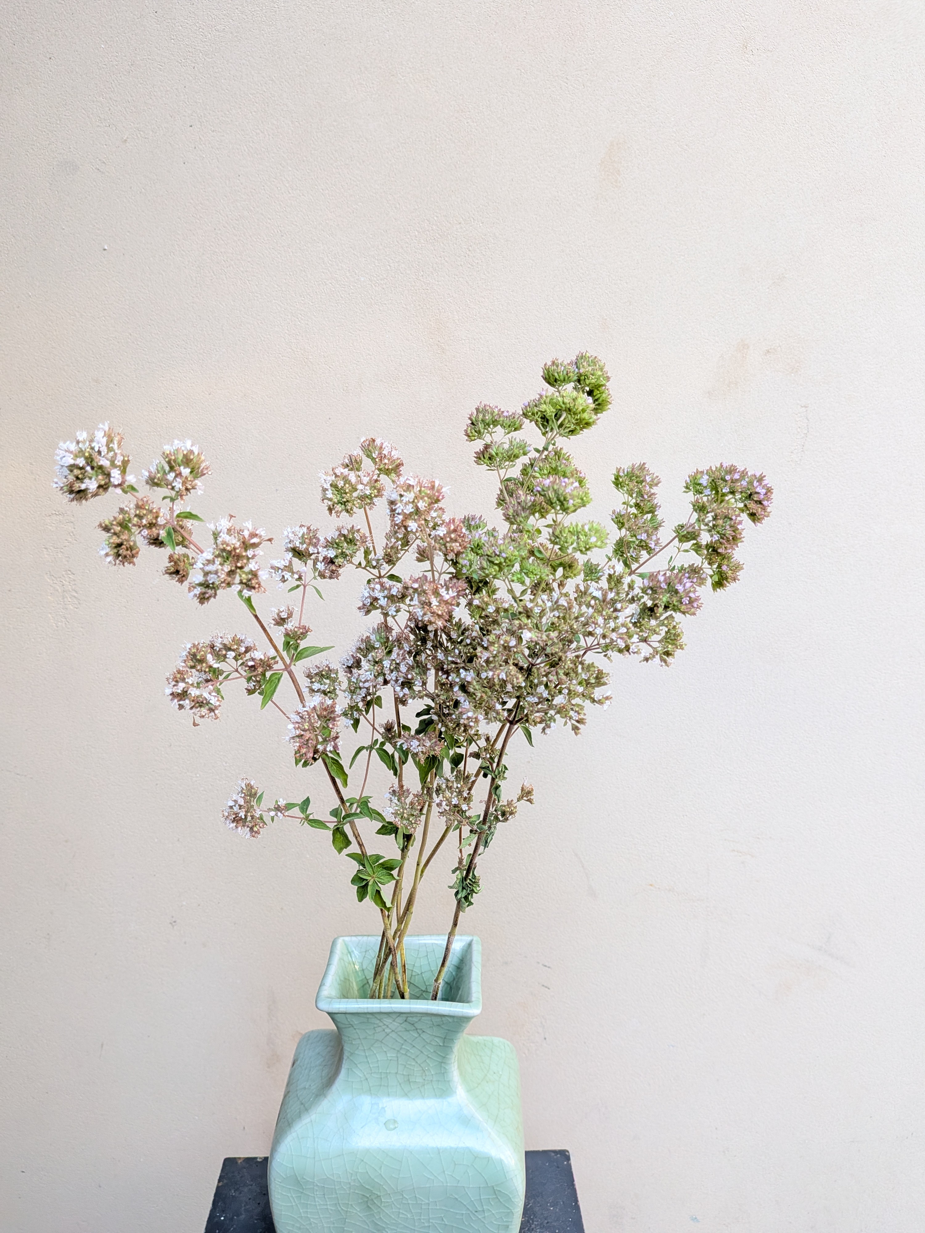 ORIGANUM vulgare ssp. hirtum