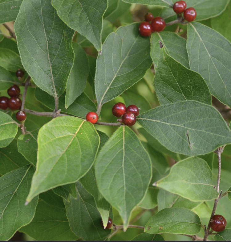 LONICERA sp