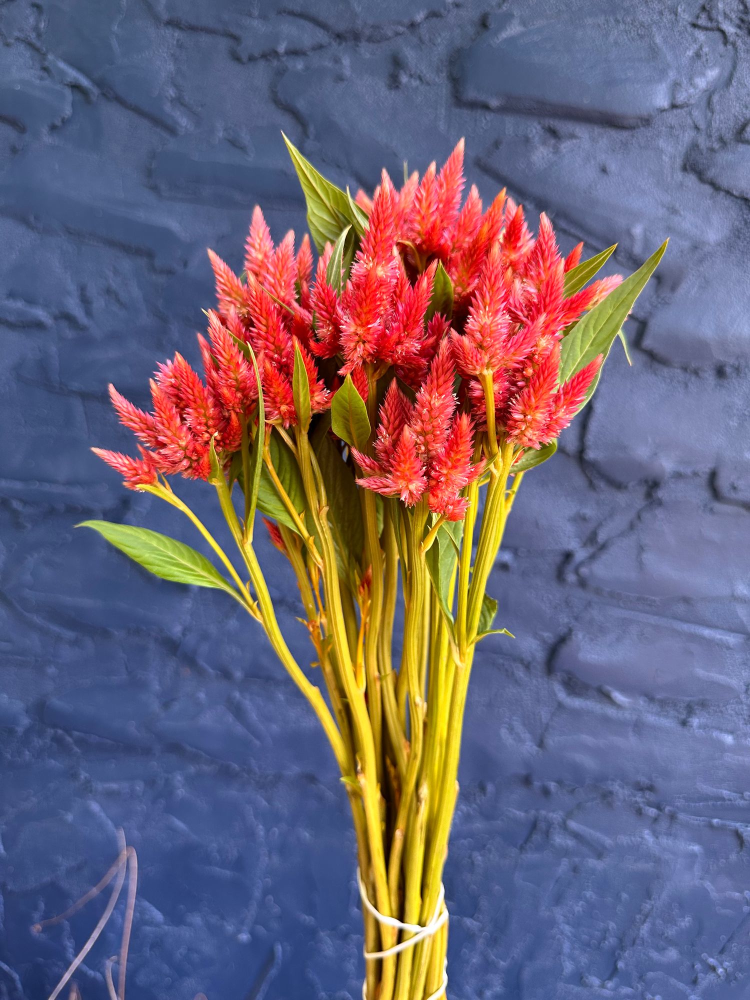 CELOSIA argentea spicata Celway Orange