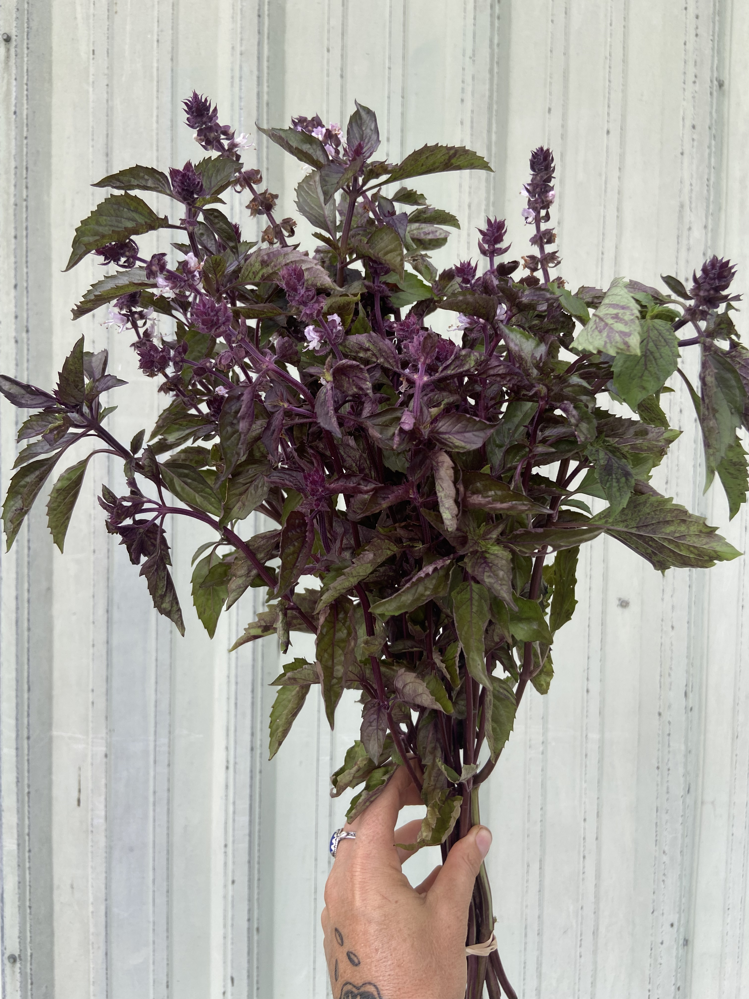 OCIMUM basilicum Aromatto