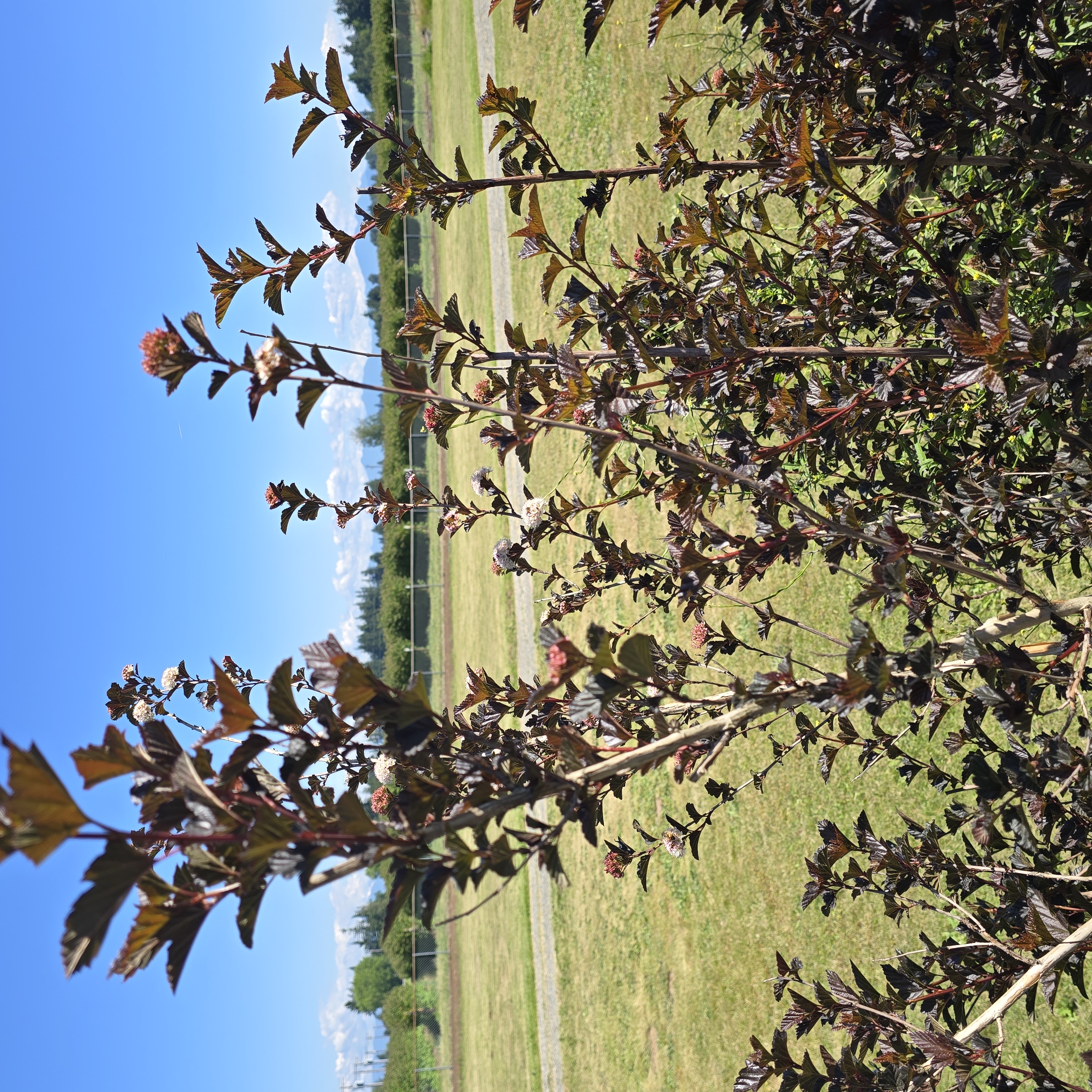 PHYSOCARPUS opulifolius Diabolo