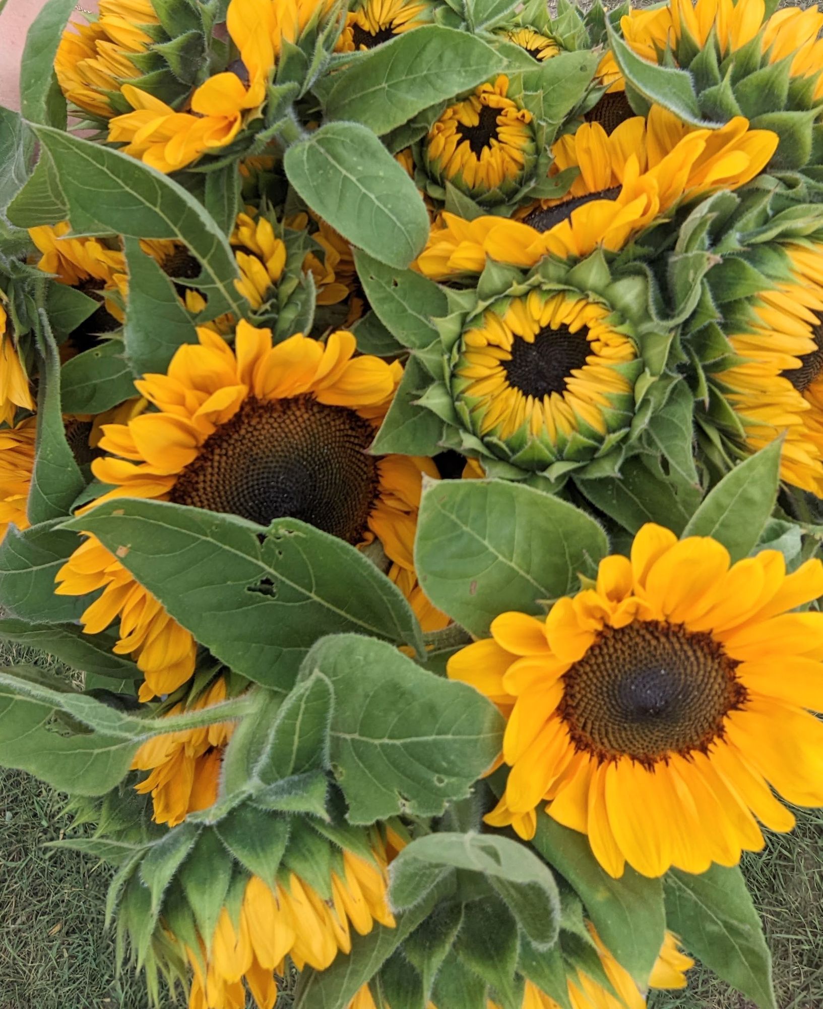 HELIANTHUS annuus ProCut Orange