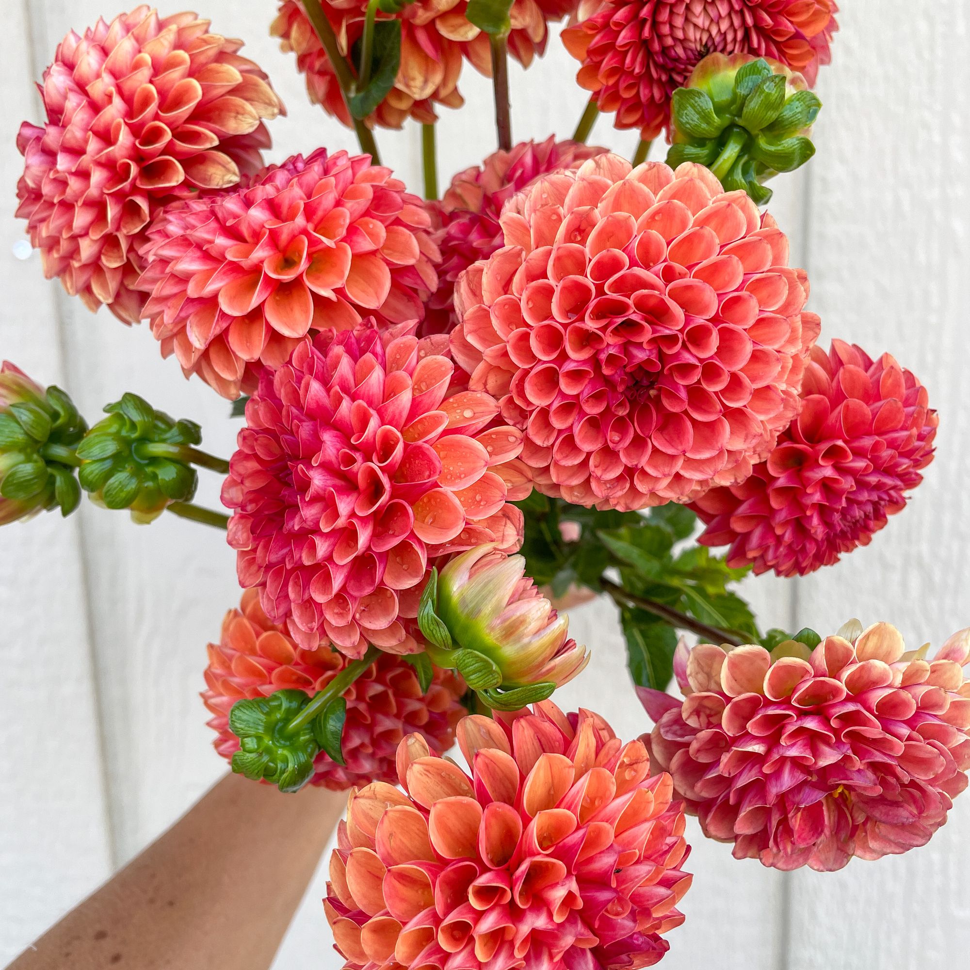 DAHLIA Valley Rust Bucket