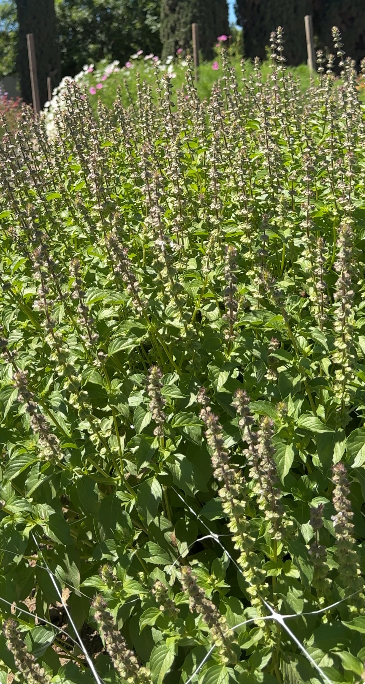 OCIMUM basilicum Citriodora
