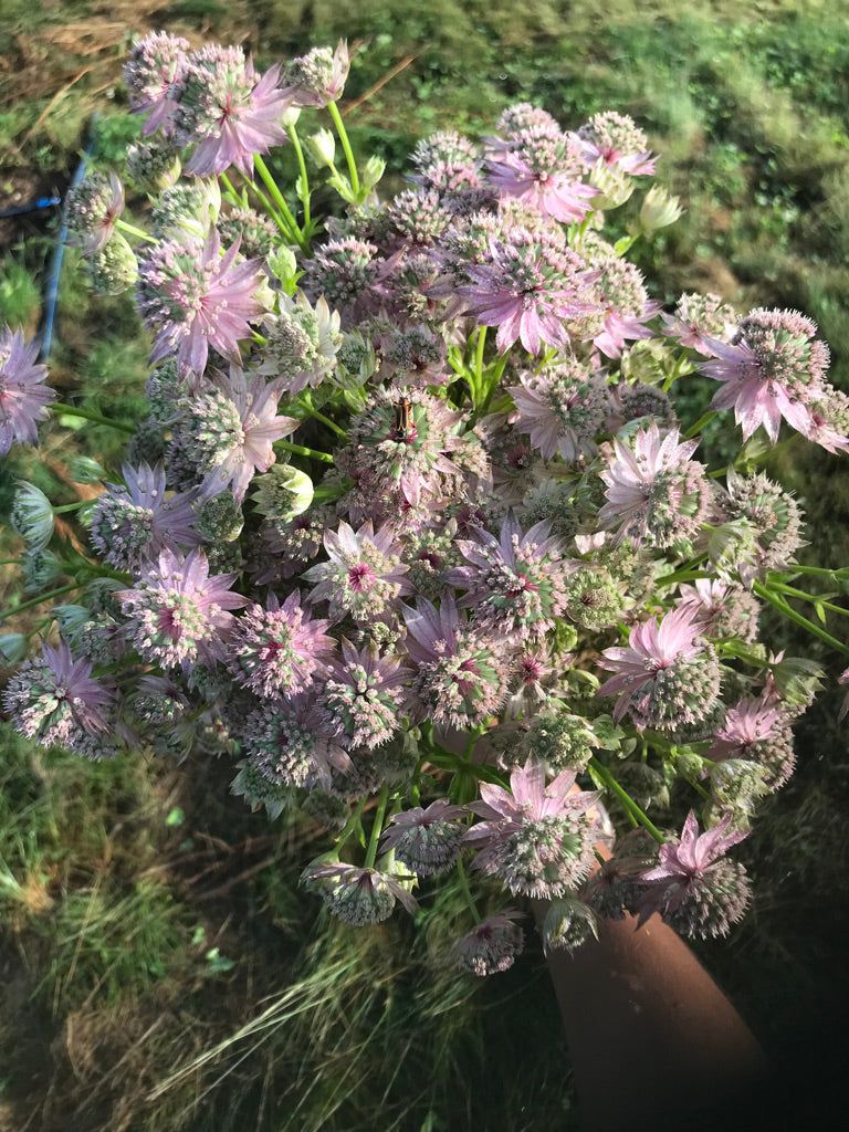 ASTRANTIA major Florence