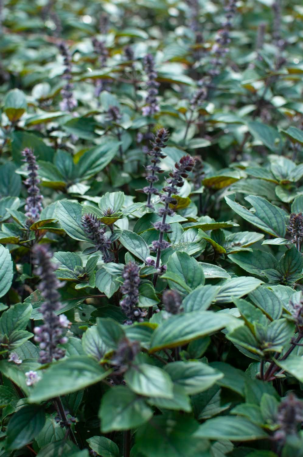 OCIMUM kilimandscharicum x basilicum