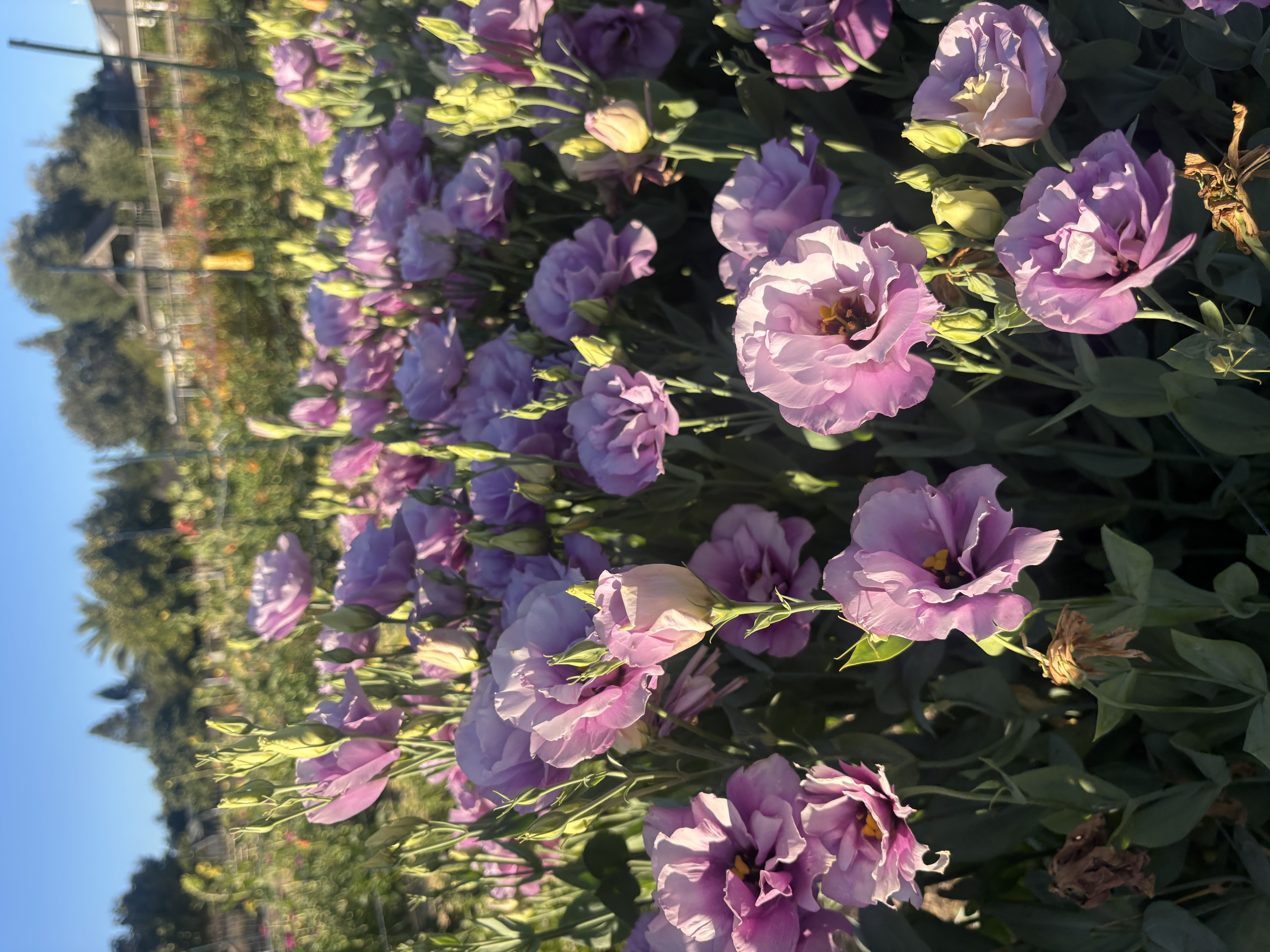 EUSTOMA grandiflorum Voyage Lavender