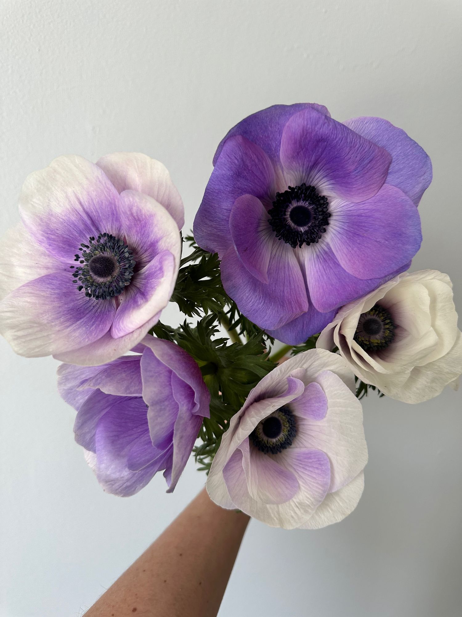 ANEMONE coronaria Carmel Pastel