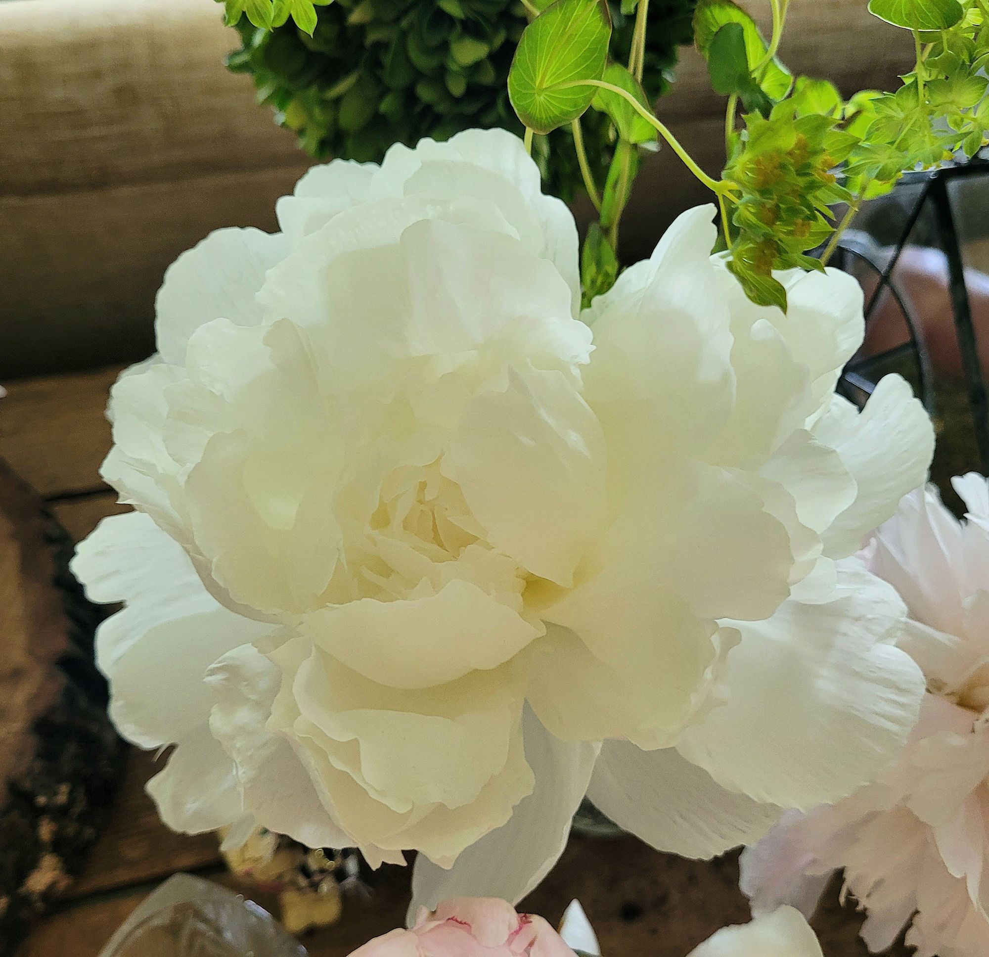 PAEONIA lactiflora Dr. F.G. Brethour